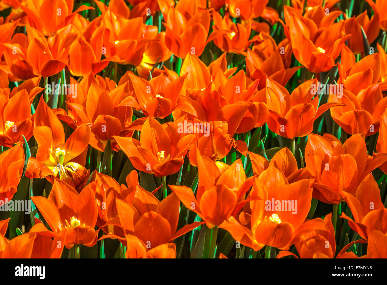 Orange Tulpen (Tulipa Lilioideae) Stockfoto