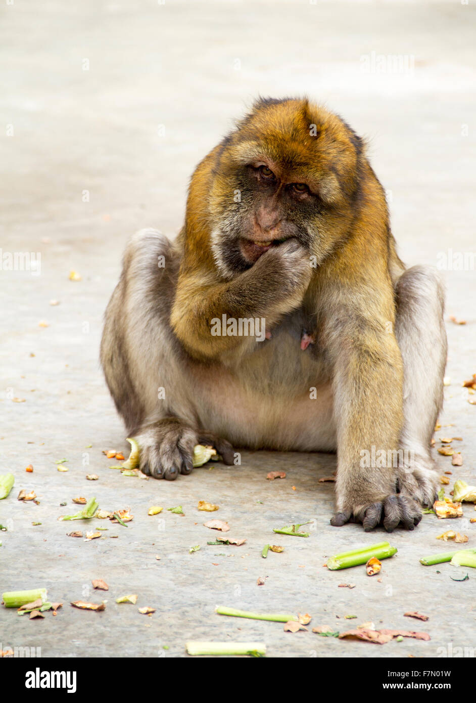 kostenlos lustige Affen in Gibraltar Stockfoto