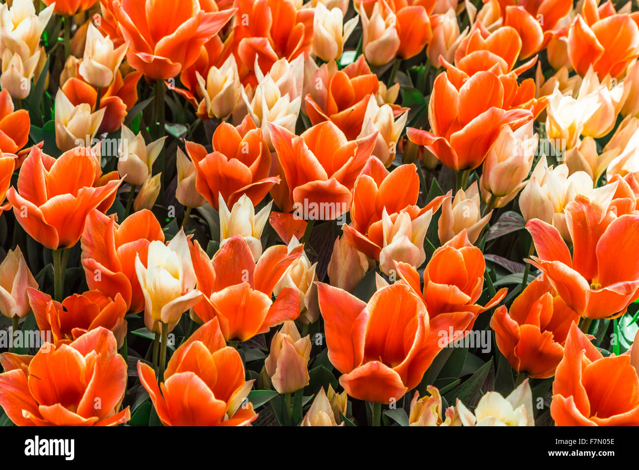 Orange und weiße Tulpen (Tulipa Lilioideae) Stockfoto