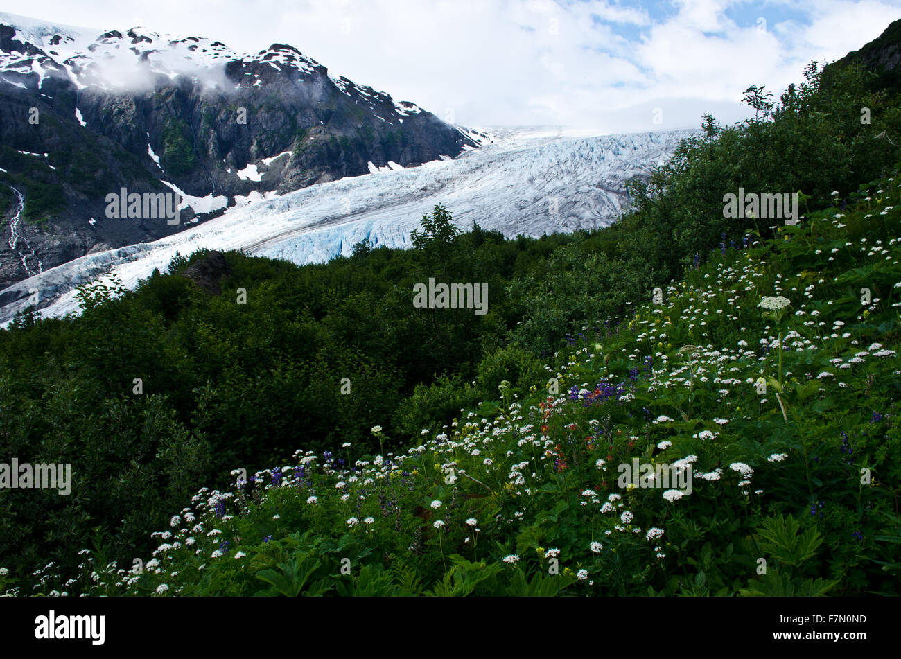 Wildblumen und Exit-Gletscher, Kenai-Fjords-Nationalpark, Alaska Stockfoto