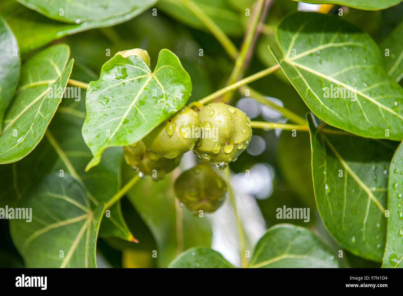 Grüne Früchte im Baum an einem regnerischen Tag Stockfoto