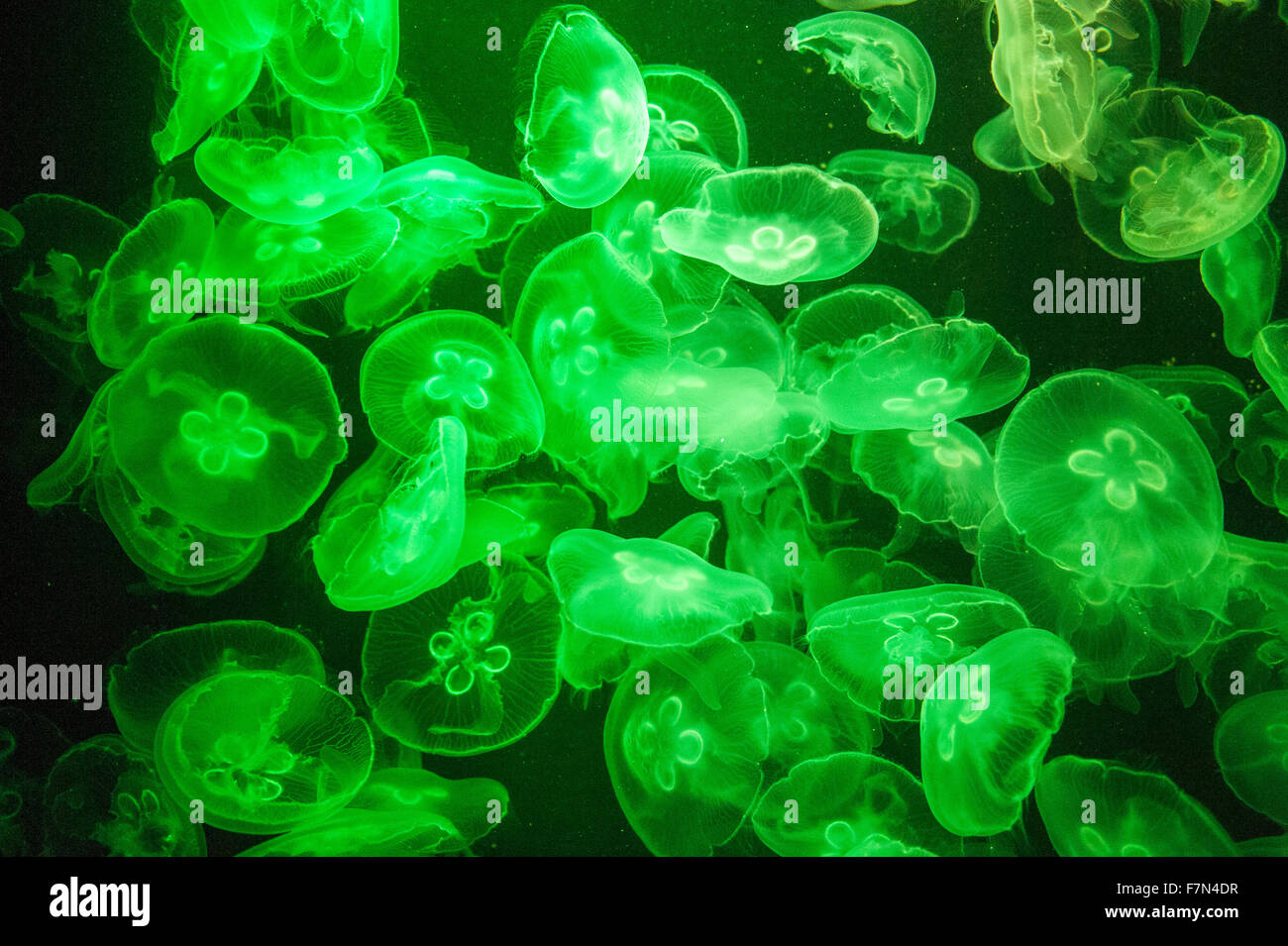 Schule der Jelly-Fische im Aquarium mit blauem Licht Stockfoto