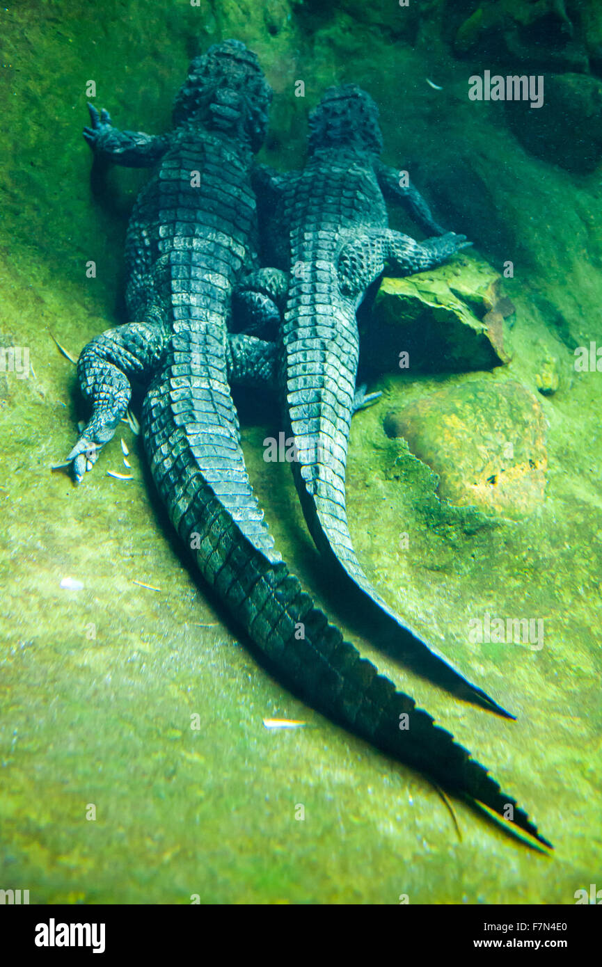 Zwei große Reptilien und ihre Talis im Wasser im zoo Stockfoto