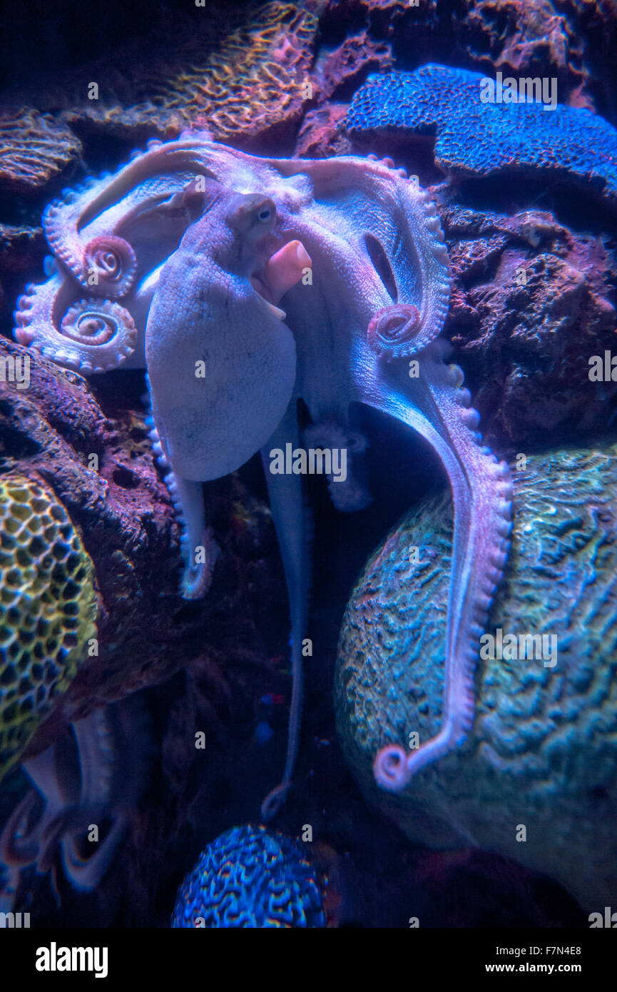 Oktopus in blaues Licht in einem aquarium Stockfoto