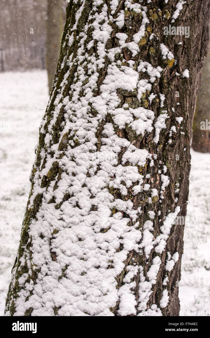 Schneedecke auf Baumstamm im winter Stockfoto