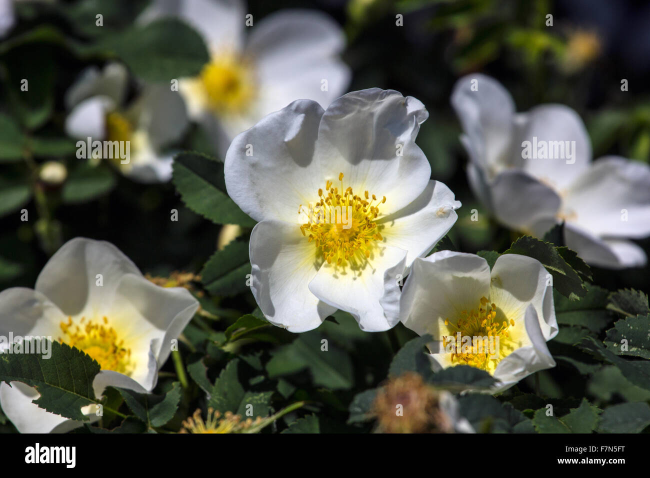 wilde Rosen-Blumen Stockfoto