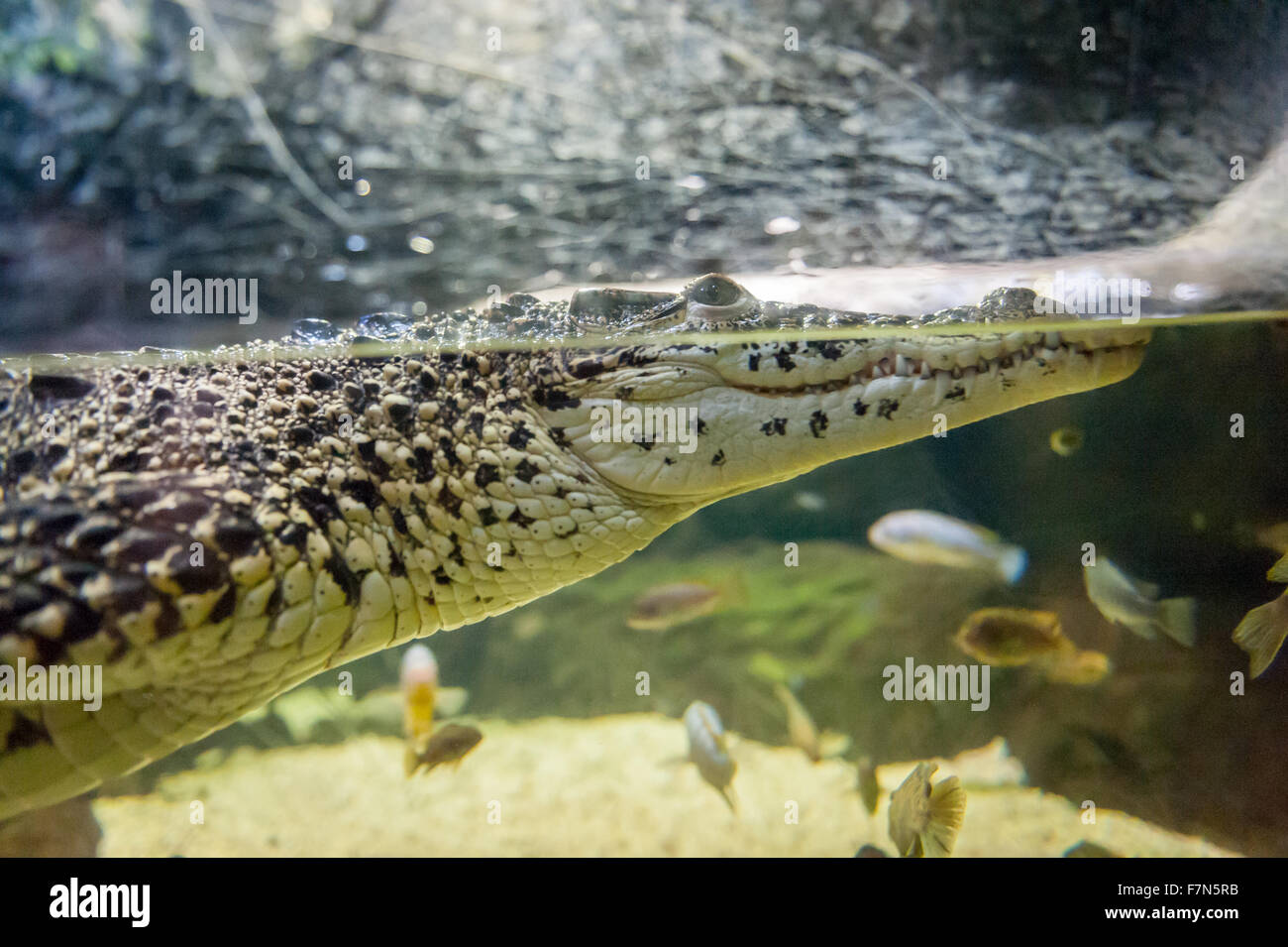 Nahaufnahme eines Reptils in Wasser im zoo Stockfoto