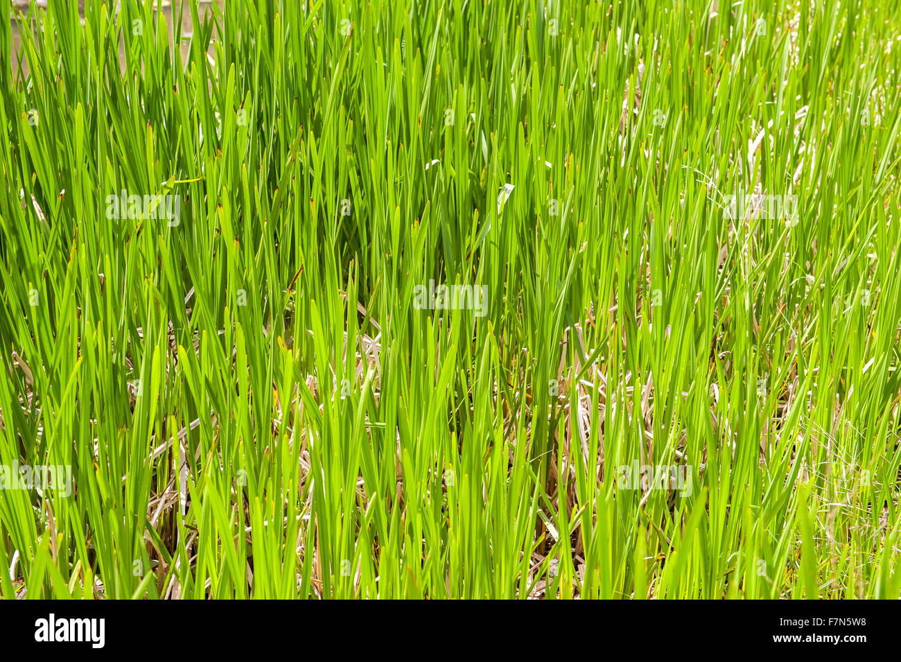 frische helle grüne Rasen im Bereich hautnah Stockfoto