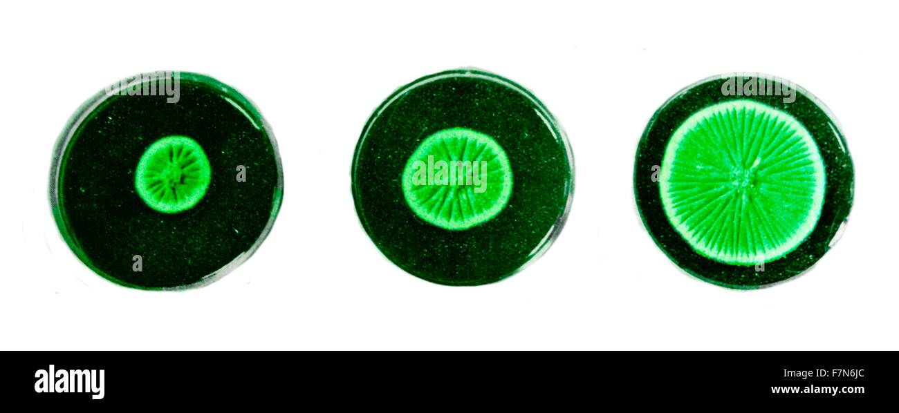 Die oben genannten Exemplare wurden von Professor Fleming selbst vorbereitet.  Sie sind von der Form aus der Penicillin extrahiert wird, wächst in Kultur Gerichte auf Agar-agar Gelee.  Von oben links nach unten rechts die Wachstumsrate wird von eins bis zehn Tagen angezeigt. Stockfoto