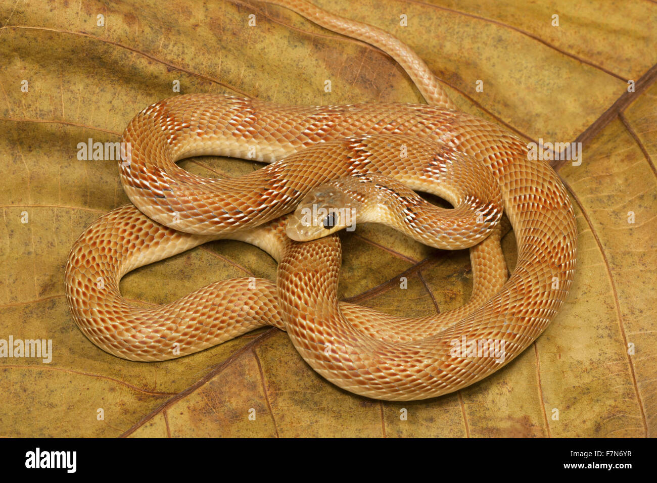 Gebänderte Racer, argyrogena fasciolata Nzben, Bangalore, Indien Stockfoto