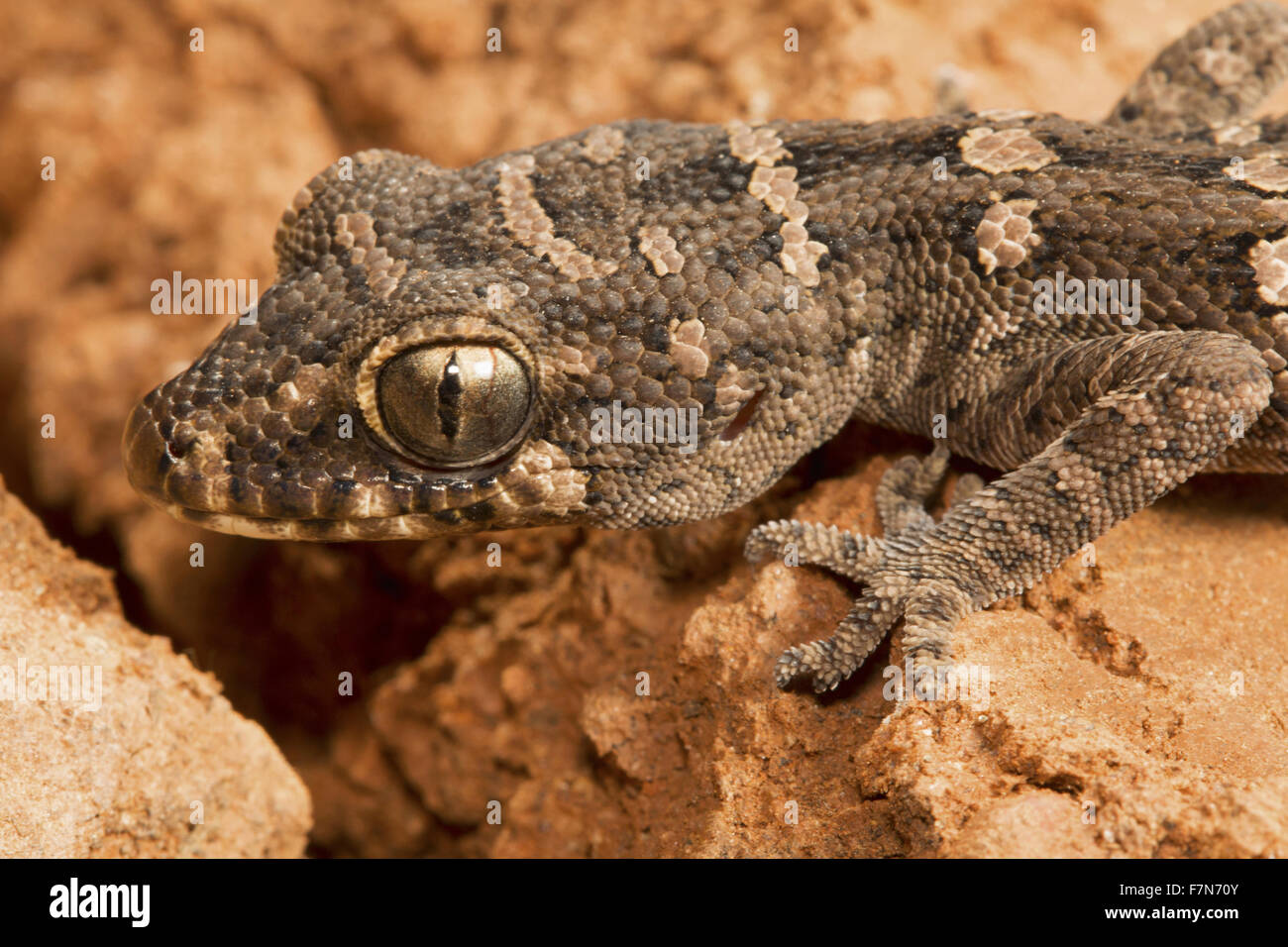 VIPER GECKO oder CARROT-TAIL GECKO, Hemidactylus Imbricatus, Maharashtra, Indien. Kleine Größe gecko Stockfoto