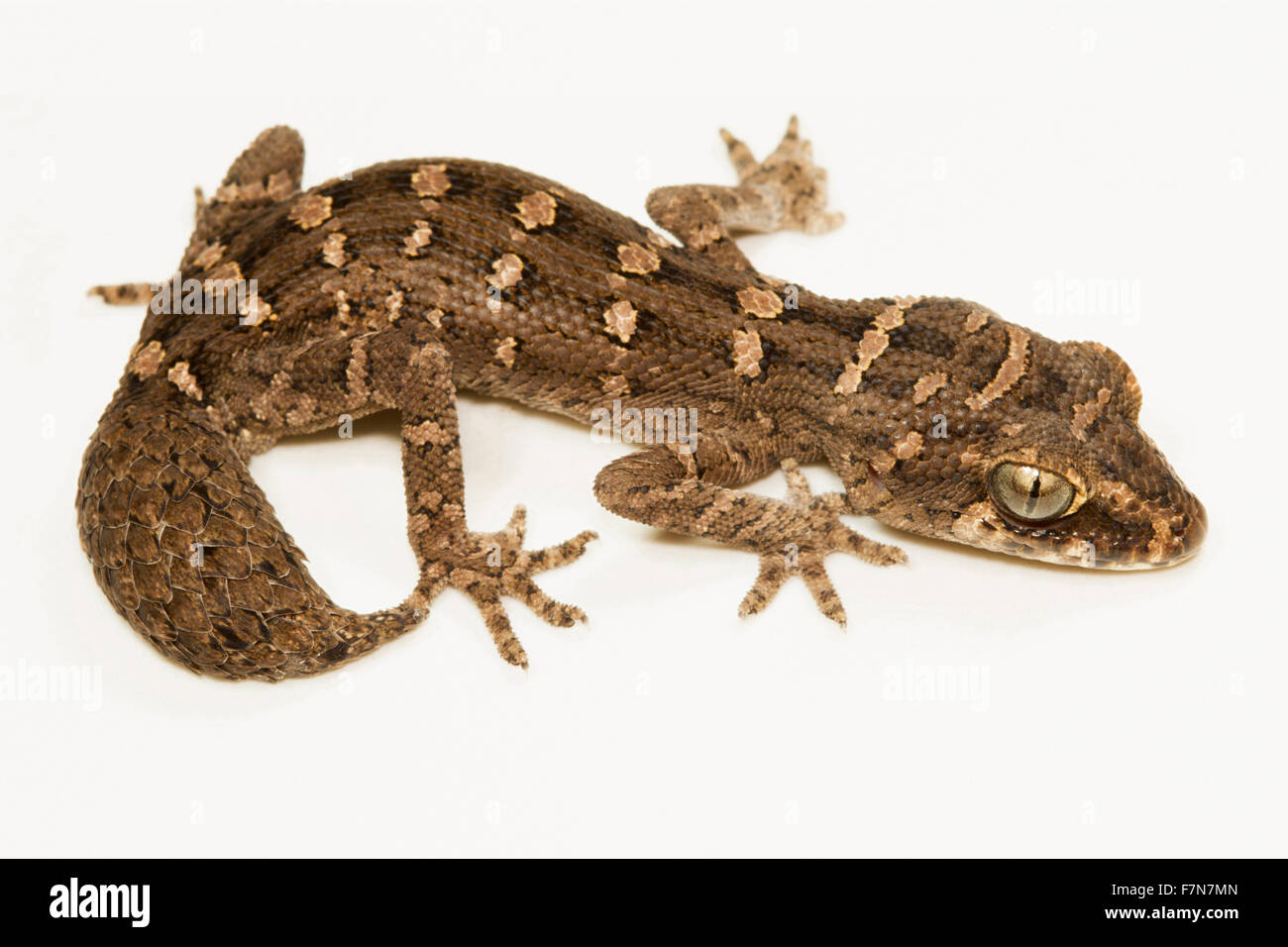 VIPER GECKO oder CARROT-TAIL GECKO, Hemidactylus Imbricatus, Maharashtra, Indien. Kleine Größe gecko Stockfoto
