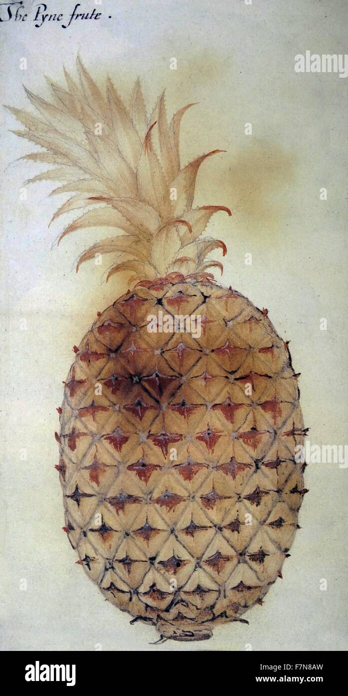 "Die Pyne Frute," Aquarell von John White, ca. 1585 Stockfoto