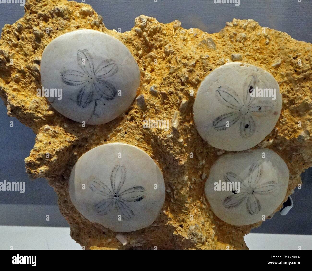 Sammlung von Fossilised Seeigel genannt "Sand-Dollars". 300 v. Chr. datiert Stockfoto