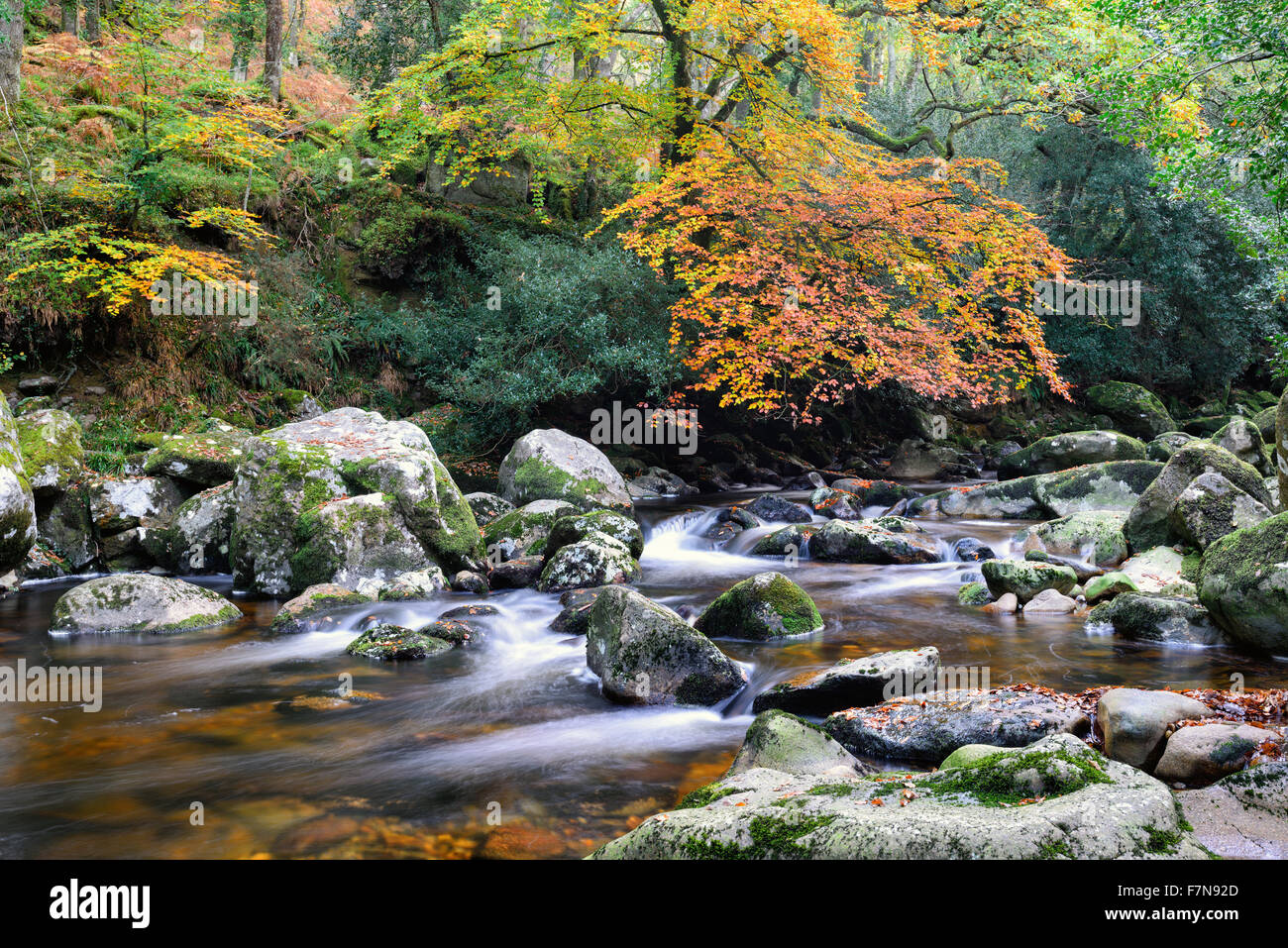 Ein schöner Wald-Fluss fließt über moosige Felsen am Dewertone Woods auf Dartmoor National Park in Devon Stockfoto