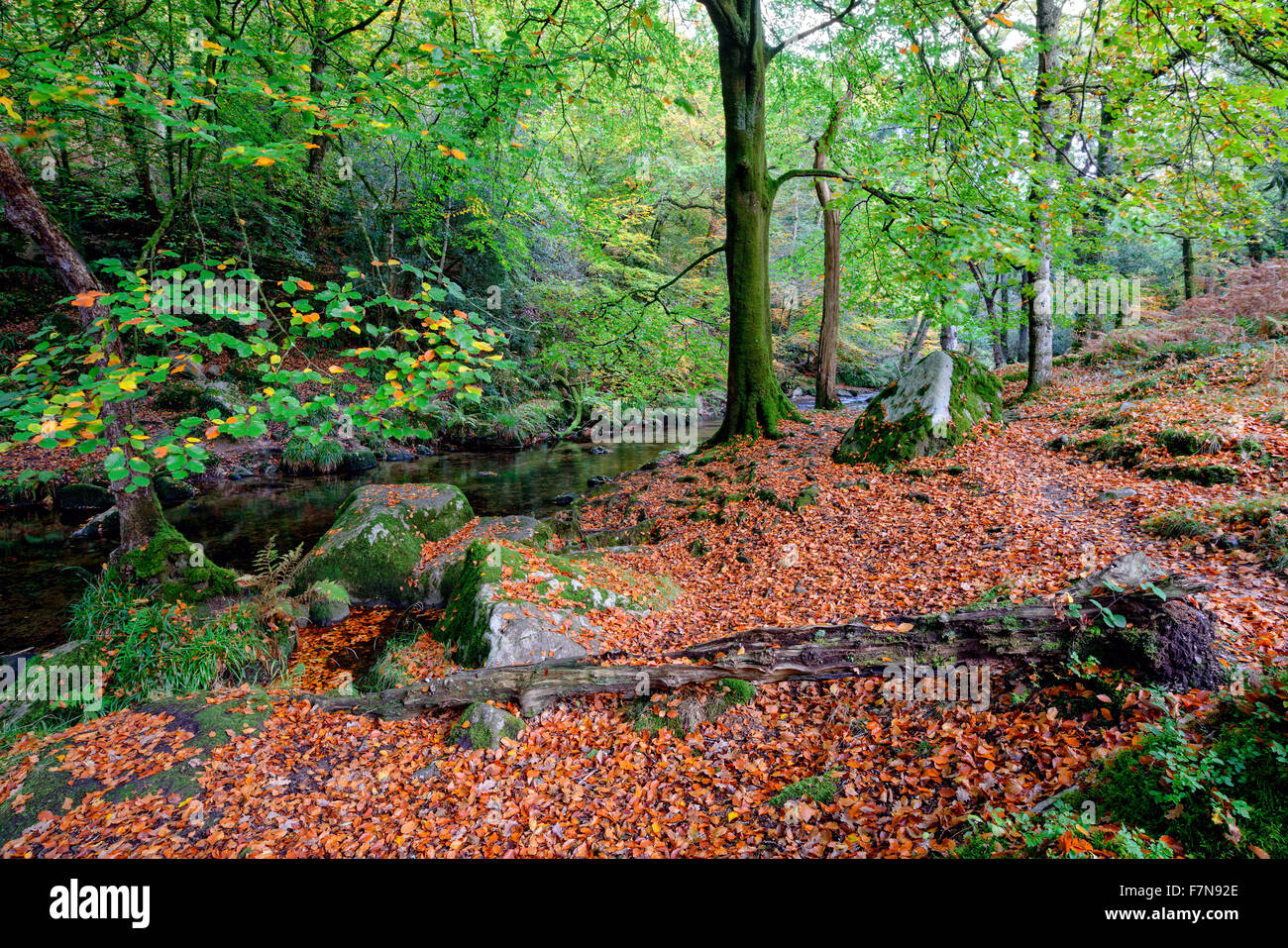 Schöner Wald bei Dewerstone auf Dartmoor in Devon Stockfoto