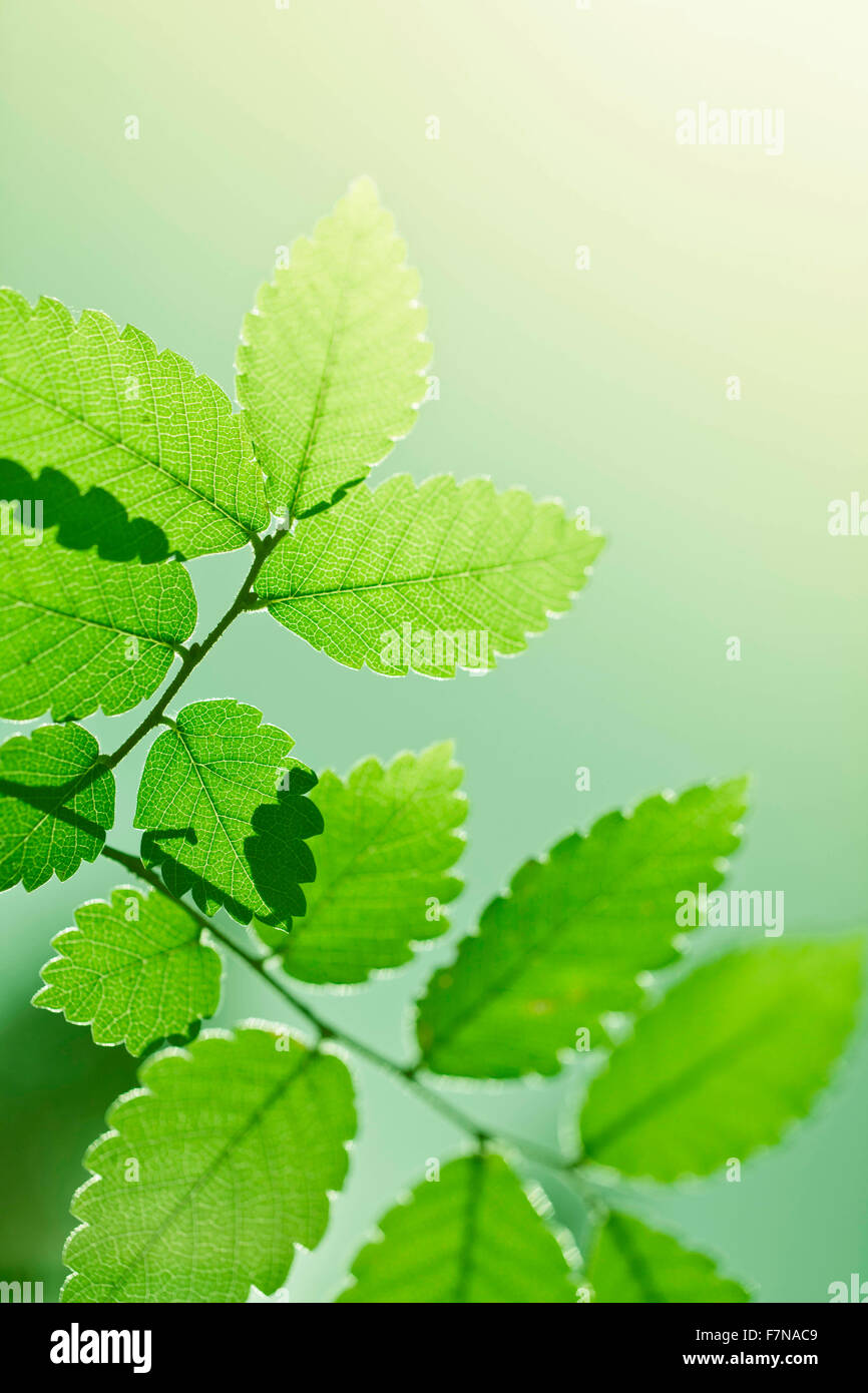 Frische Natur Foto mit grünen Blättern Stockfoto