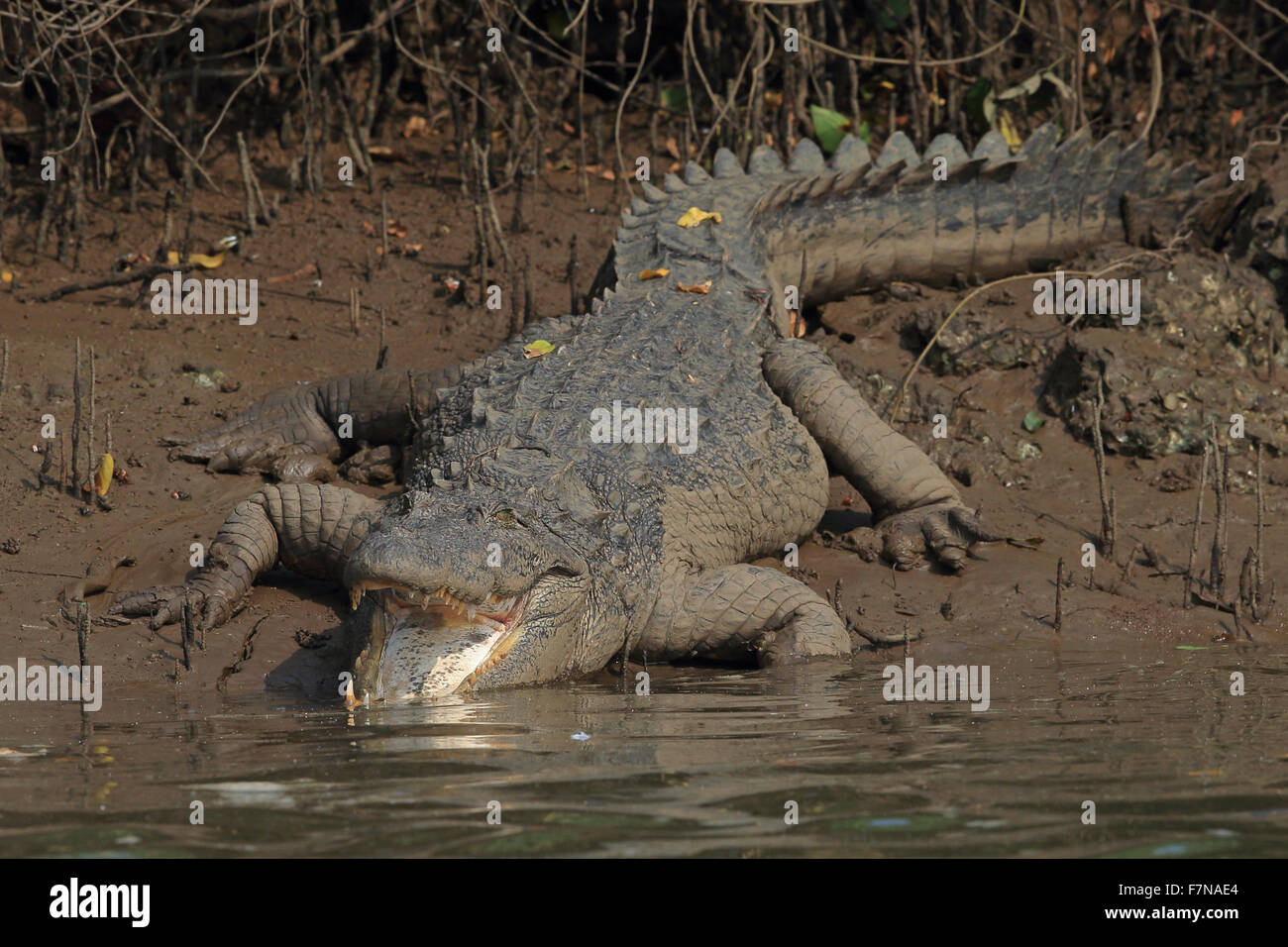 Mugger-Krokodil (Crocodylus Palustris) Stockfoto