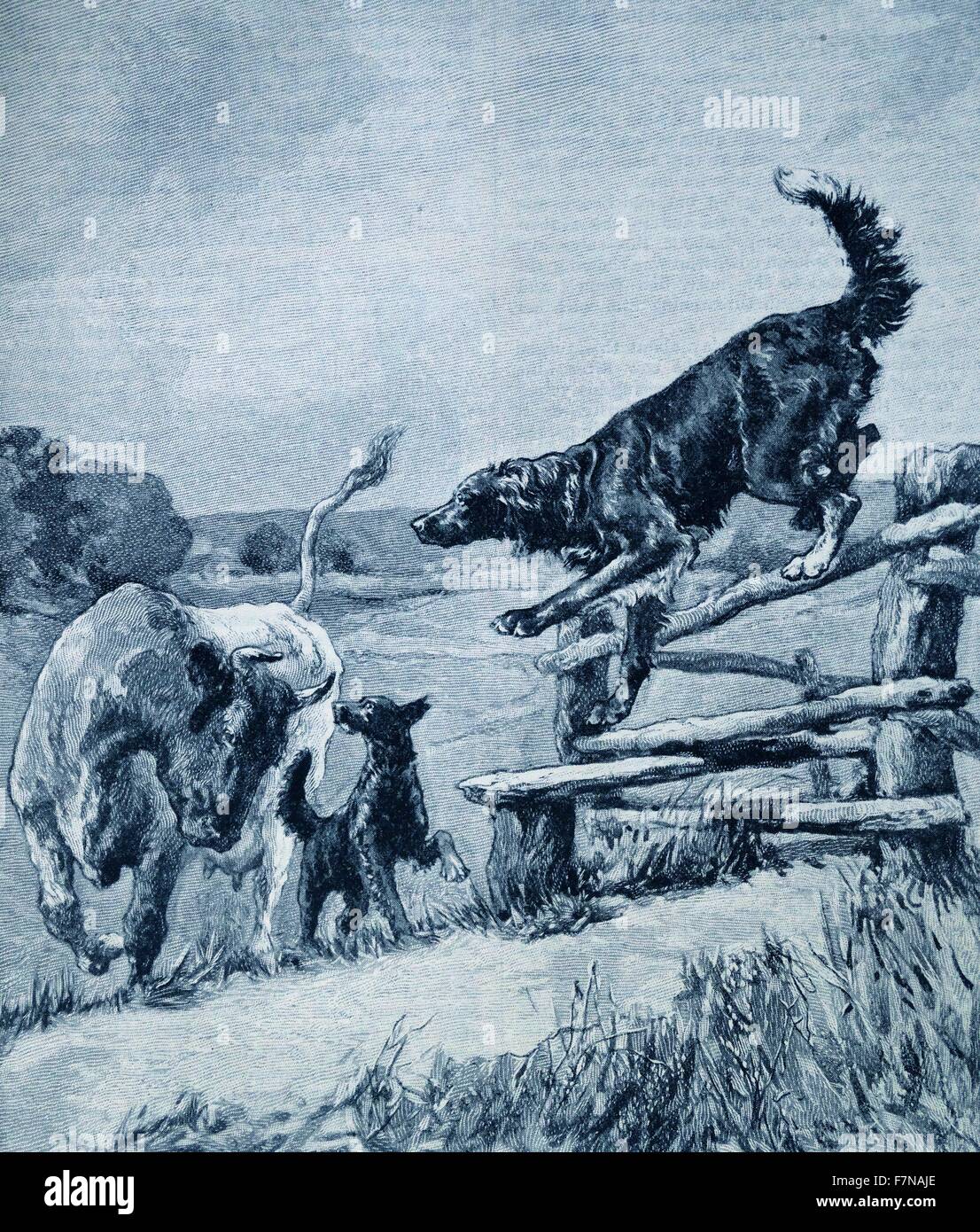 Abbildung ein stier Fotos und Bildmaterial in hoher Auflösung Alamy