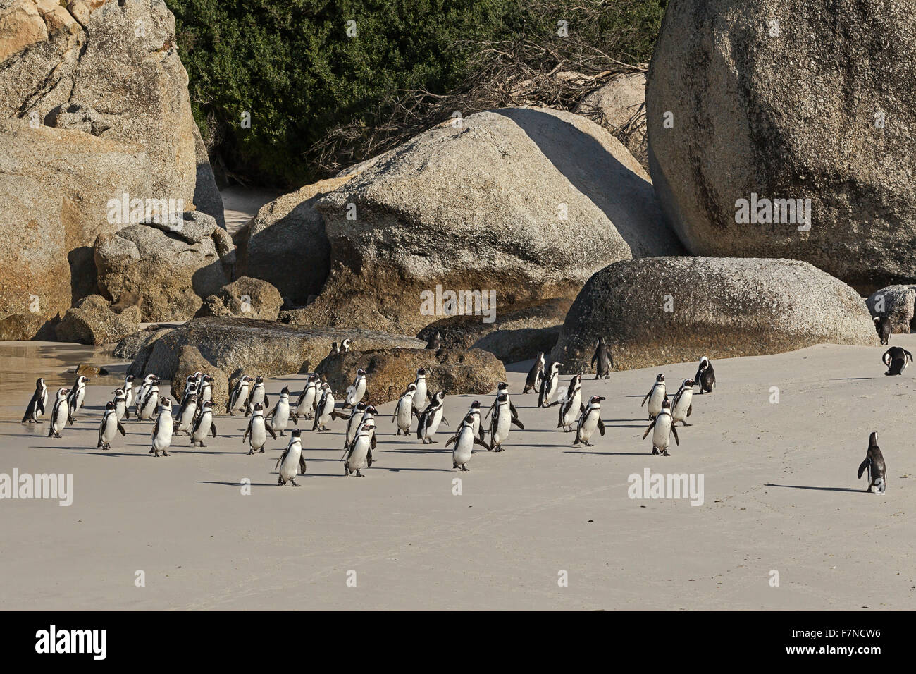 Afrikanische Pinguine (Spheniscus demersus) im Wasser am Boulder Beach. Gruppe wildes Tier. Simons Town, Kapstadt, Südafrika Stockfoto