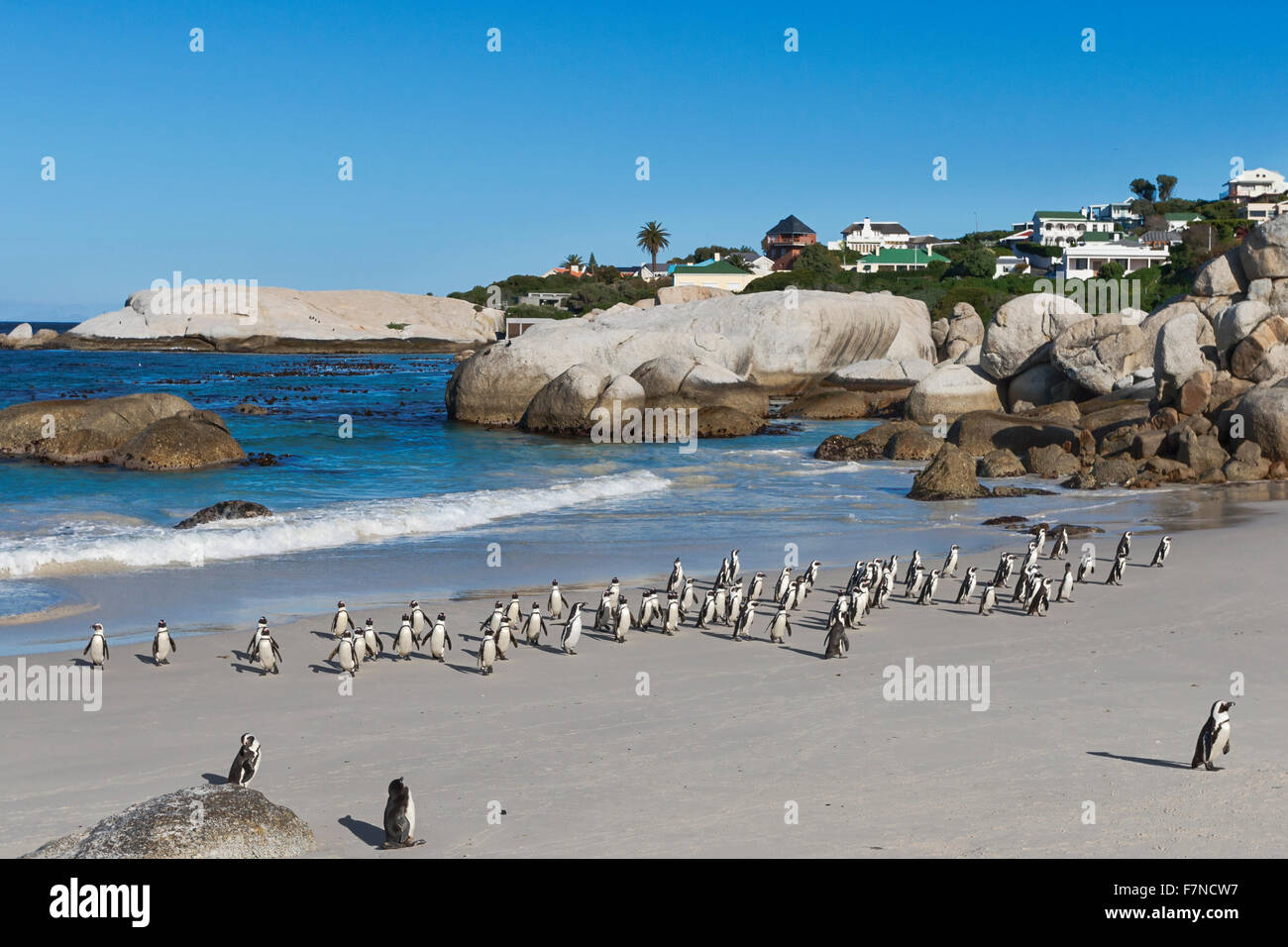 Afrikanische Pinguine (Spheniscus demersus), die aus dem Wasser kommen. Gruppe wildes Tier. Boulder Beach, Simons Town, Kapstadt, Südafrika Stockfoto