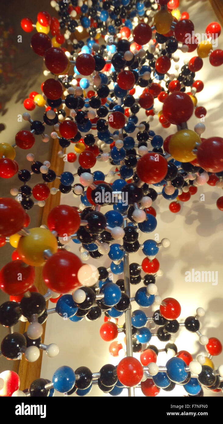 Modell der Desoxyribonukleinsäure. Das Modell zeigt die Doppelhelix-Struktur der DNA; Das Molekül, das genetische Informationen in allen lebenden Organismen trägt. Datierte 2015 Stockfoto