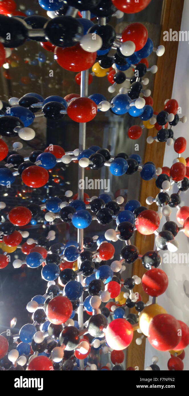 Modell der Desoxyribonukleinsäure. Das Modell zeigt die Doppelhelix-Struktur der DNA; Das Molekül, das genetische Informationen in allen lebenden Organismen trägt. Datierte 2015 Stockfoto