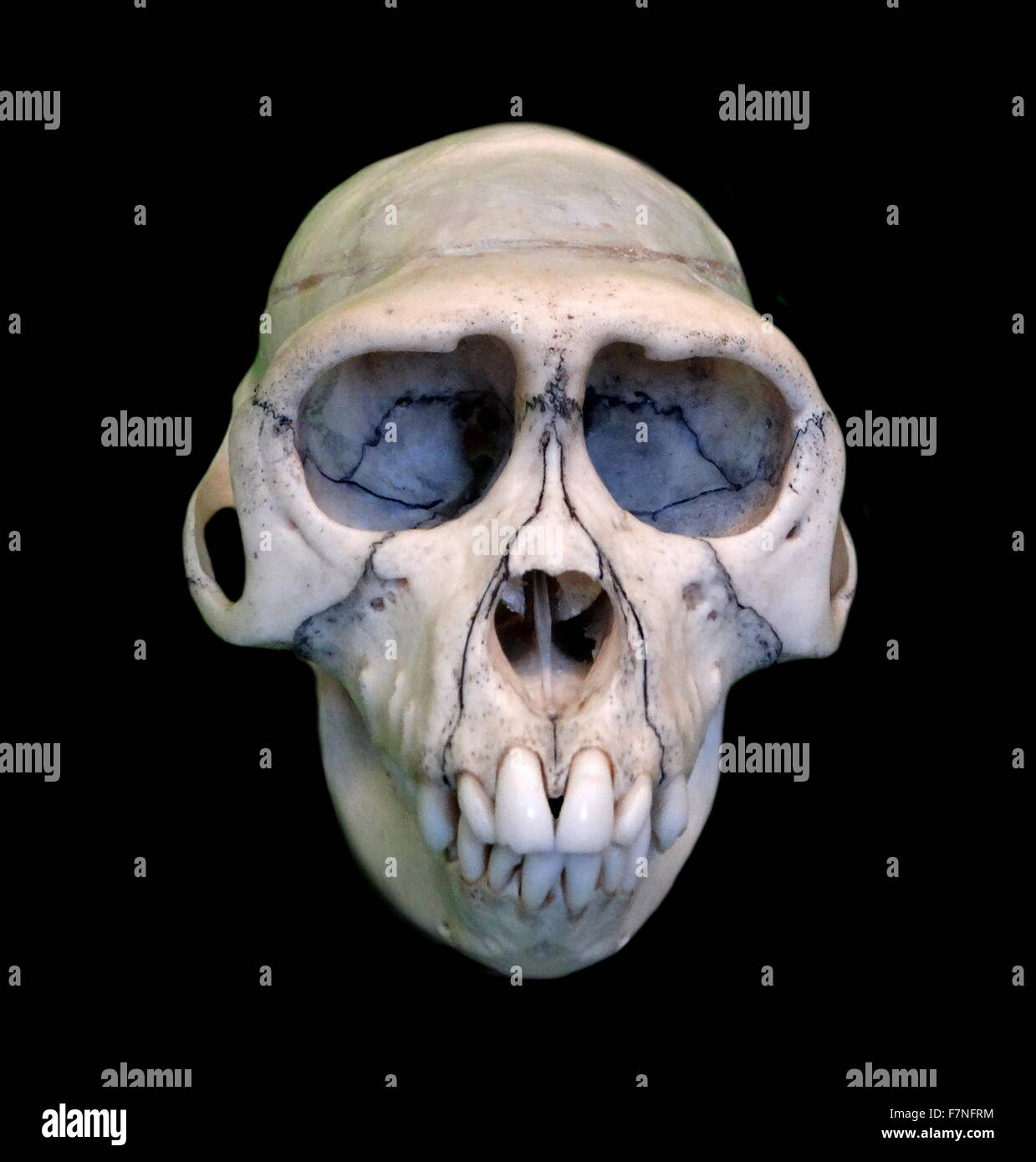 Schädel von Macaca Mulatta (Rhesus-Makaken). Vom 1780 Stockfoto