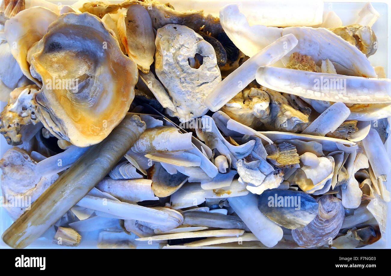 Sammlung von Muscheln. Datierte 2015 Stockfoto