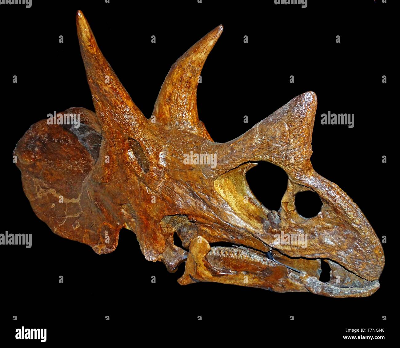 Schädel eines Triceratops, einer der letzten Dinosaurier, vorhanden ist. Stockfoto
