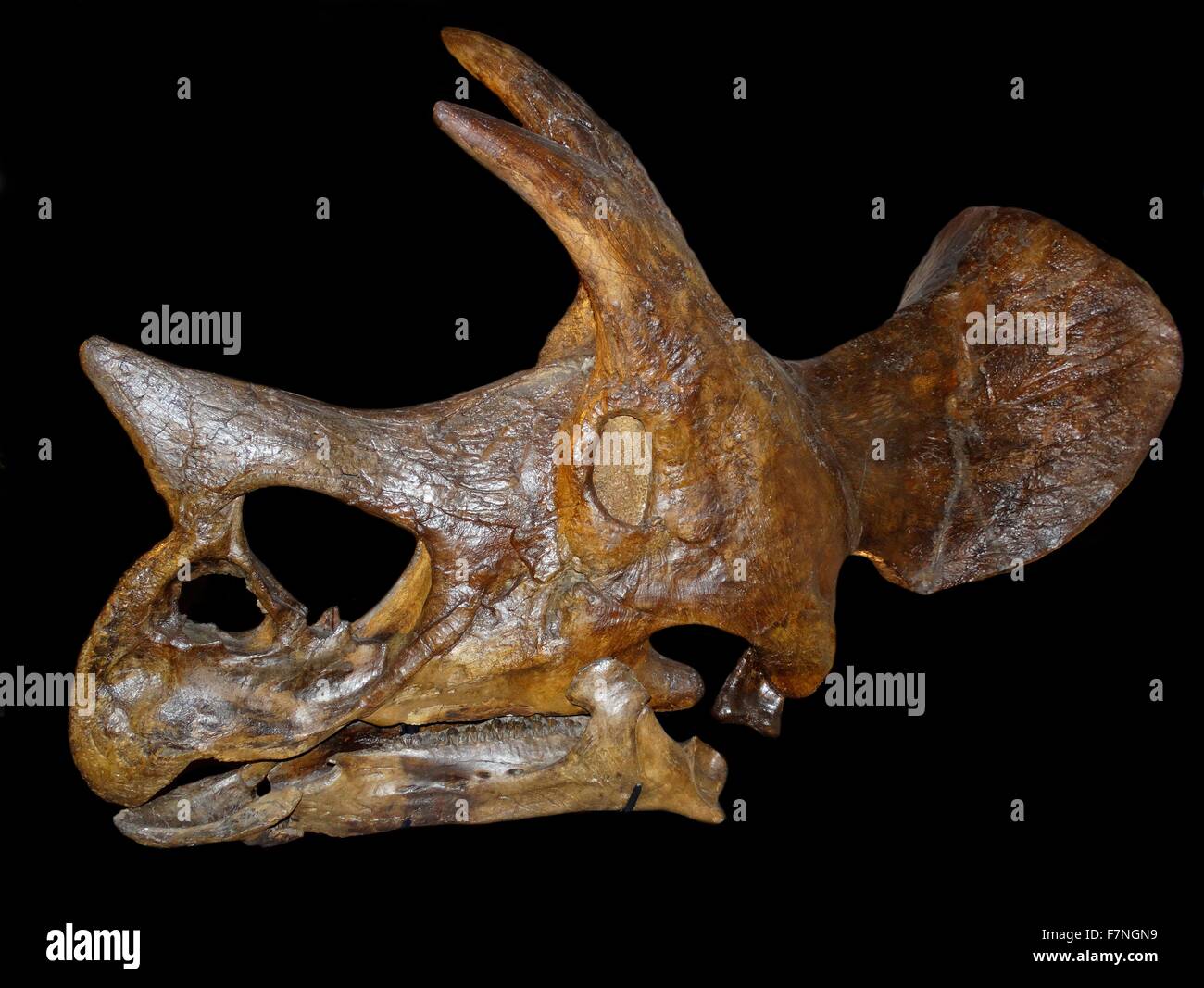 Schädel eines Triceratops, einer der letzten Dinosaurier, vorhanden ist. Stockfoto