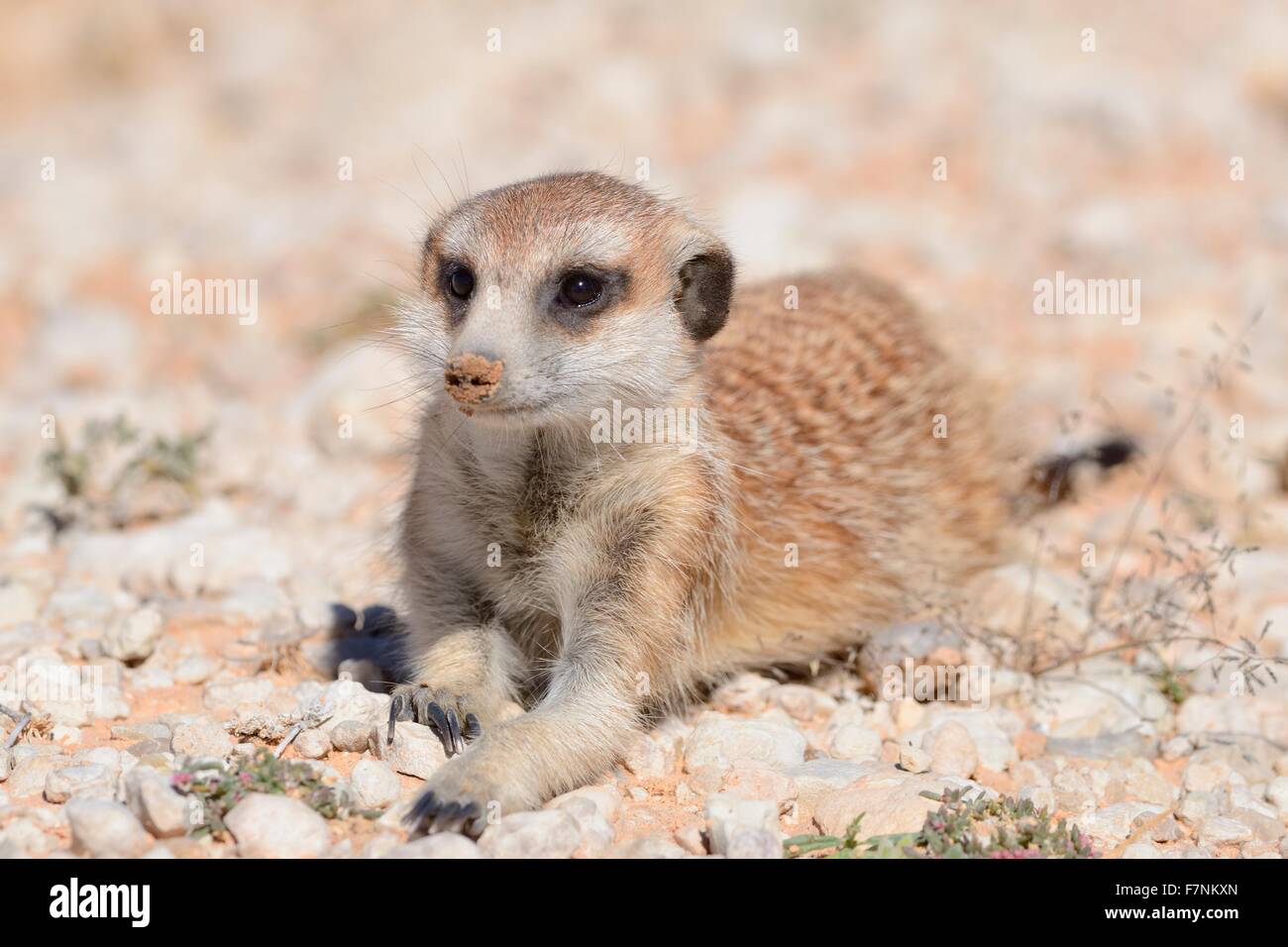 Erdmännchen (Suricata Suricatta), junger Mann, liegend auf Kies, wachsam, Kgalagadi Transfrontier Park, Northern Cape, Südafrika Stockfoto