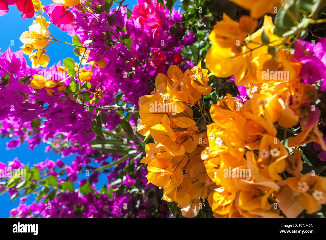 Wunderschöne blühende Sträucher, orangefarbene Bougainvillea-Blumen und violette Kletterpflanze Griechenland Bougainvillea Stockfoto