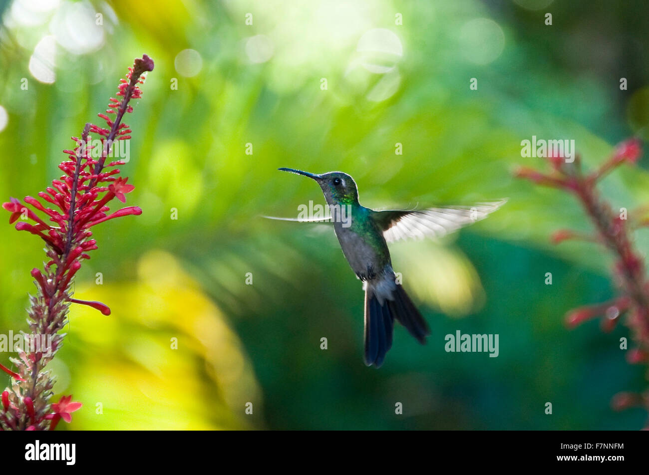 Horizontale Ansicht eines Anden Smaragd Kolibris im Topes de Collantes Nationalpark in Kuba. Stockfoto