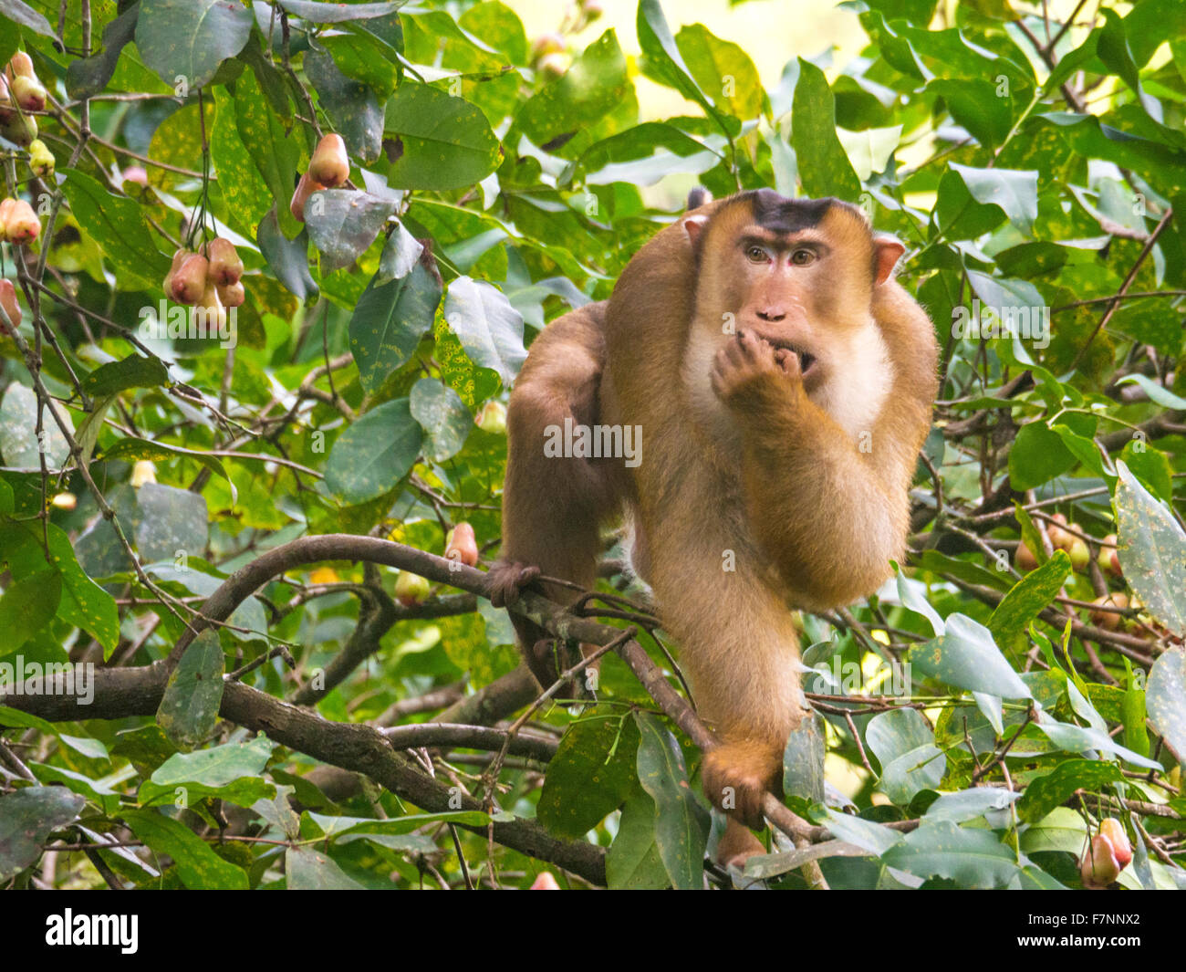 Monkey Business im Danum Valley, Sabah, Borneo als das männliche Schwein-tailed Macaque ernährt sich in den Bäumen außerhalb meiner lodge Stockfoto
