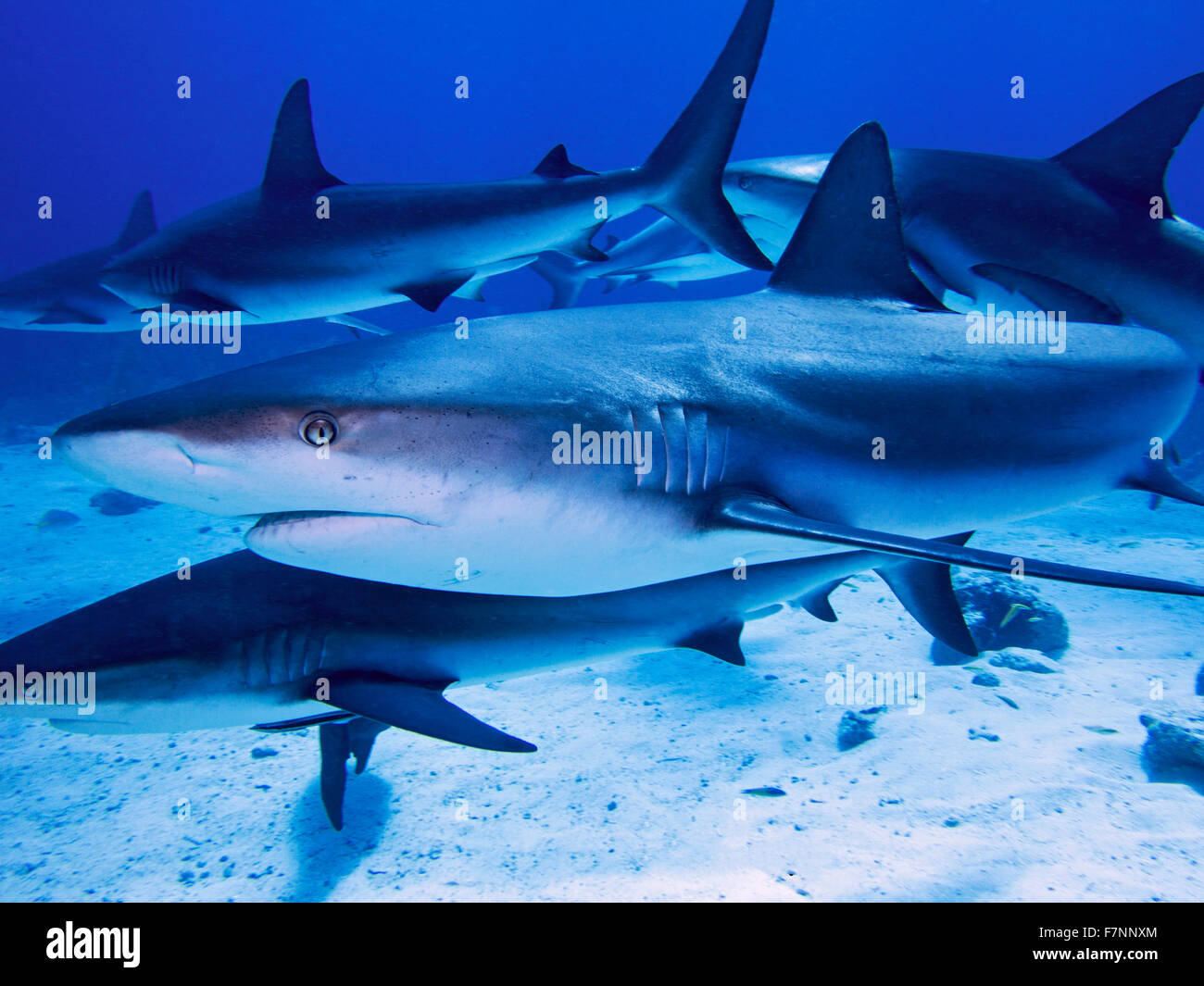 Caribbean Reef Shark Suppe in Nassau Bahamas in der berühmten Shark-Arena Stockfoto