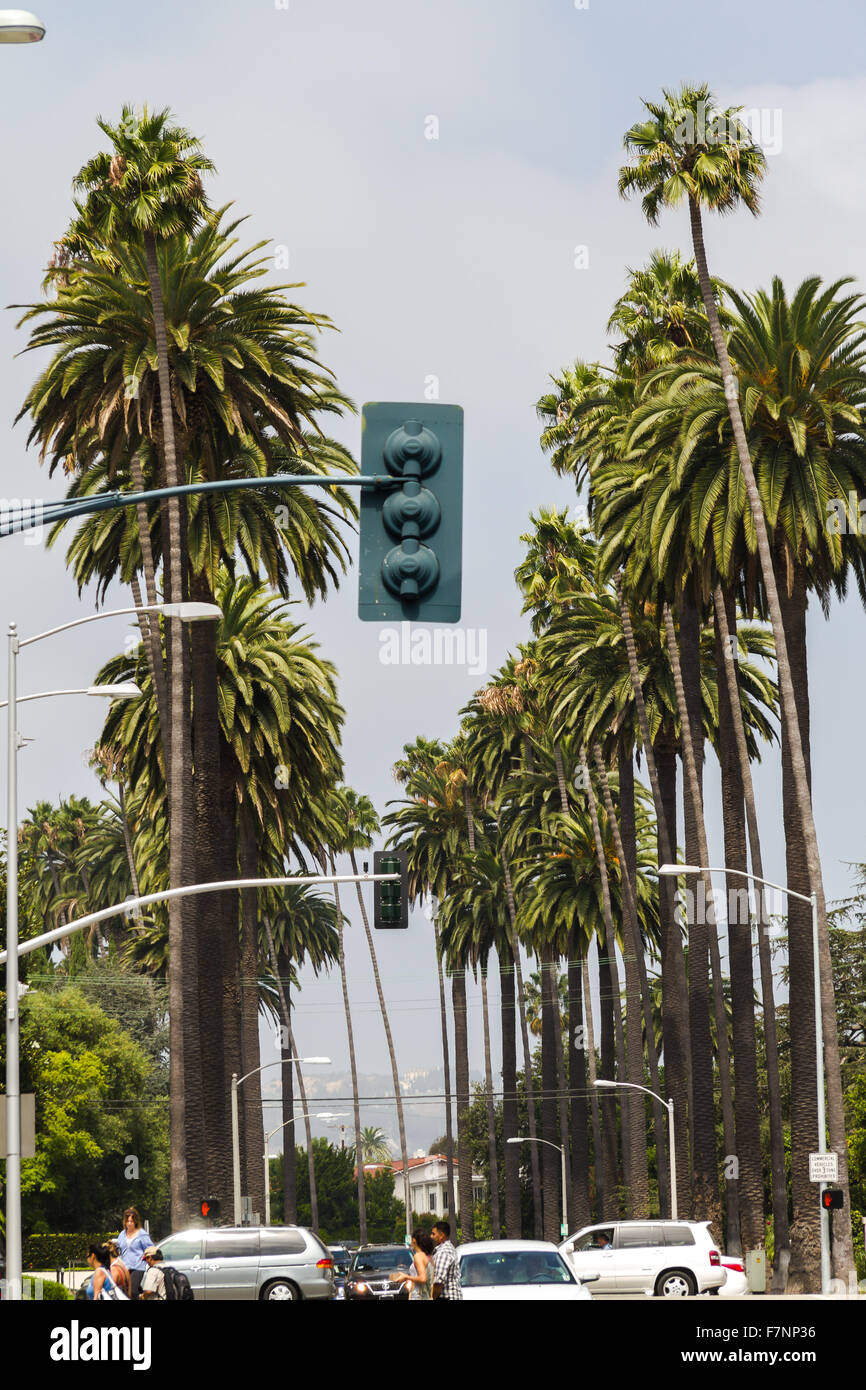 Palm-Bäume-Gasse in Beverly Hills Stockfoto