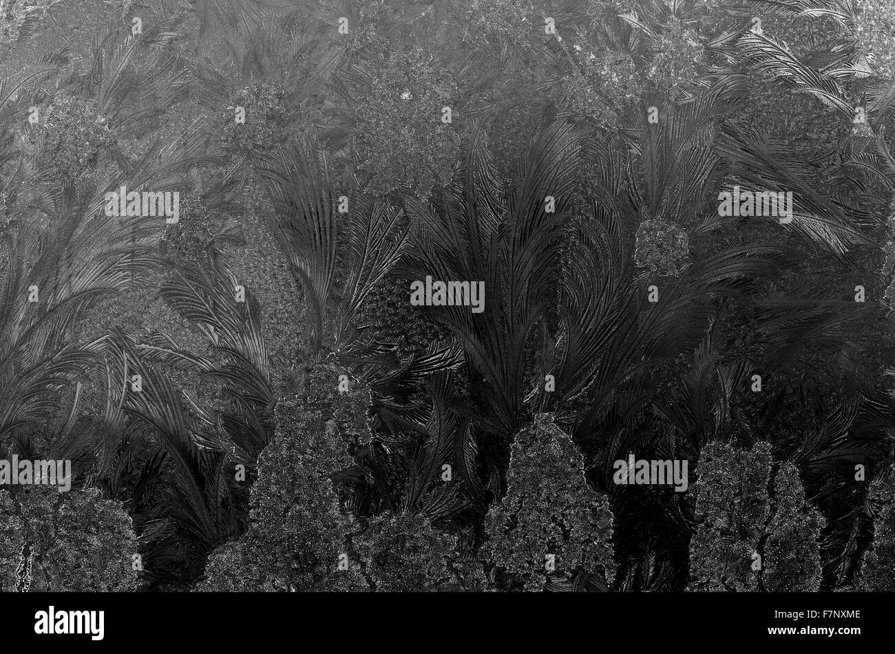 schöne Blume Formen und Muster auf Frost gefrorenen Fenster Stockfoto