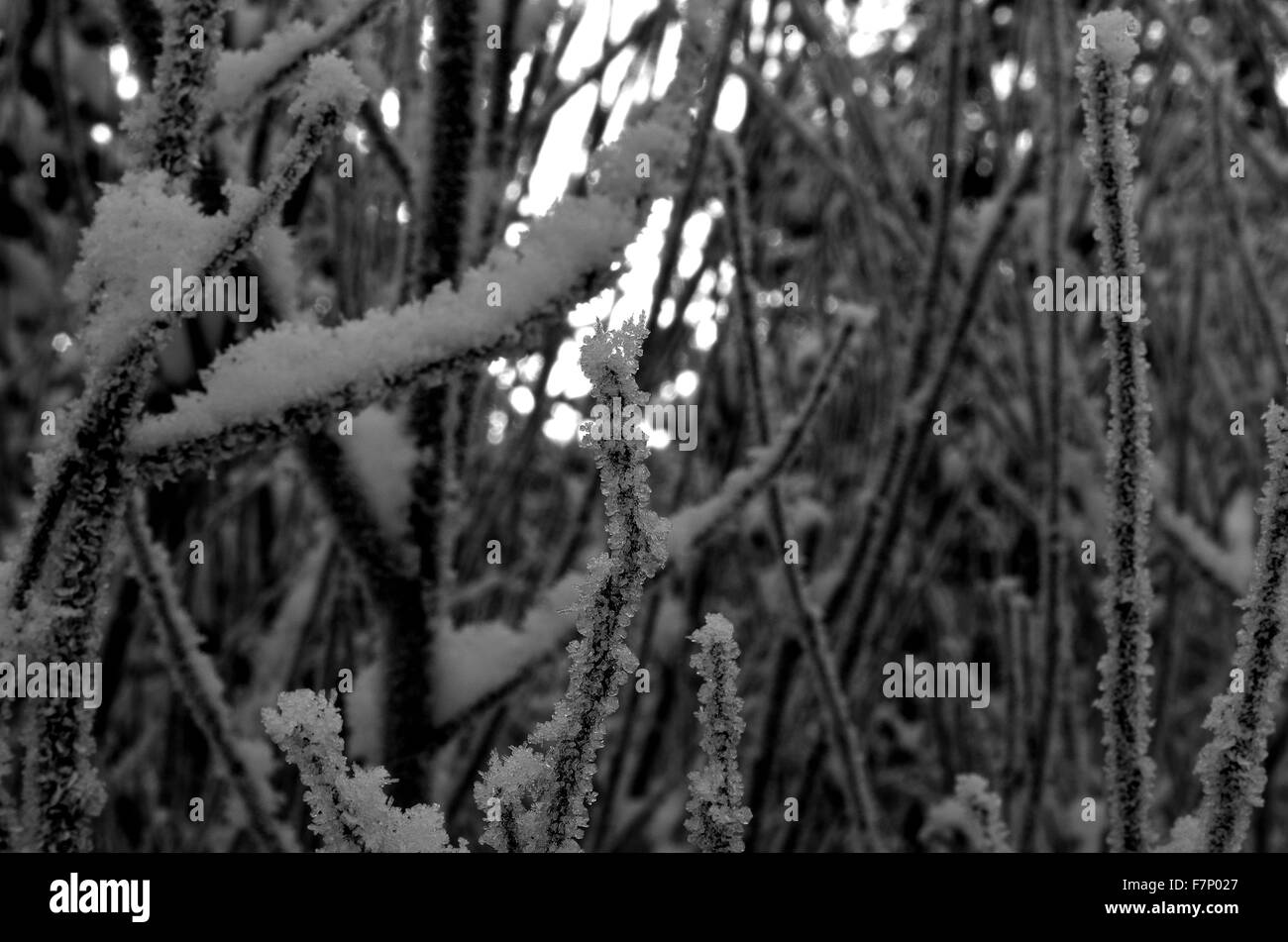 Eis und Raureif bedeckt Gebüsch an einem sehr kalten Wintertag in der Natur des Polarkreises Stockfoto