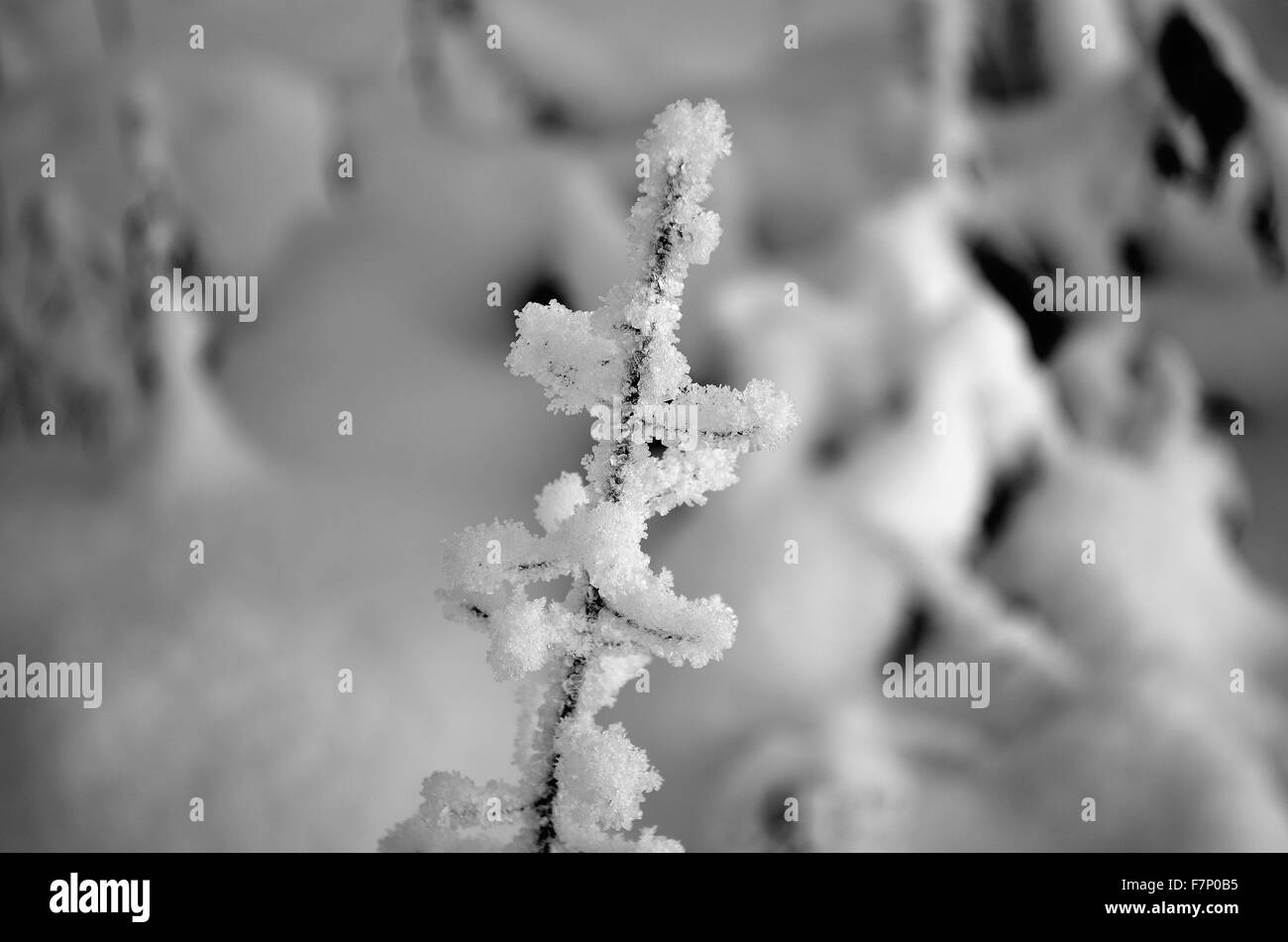 Eis und Raureif bedeckt kleine Zweig im kalten Winter Natur Stockfoto