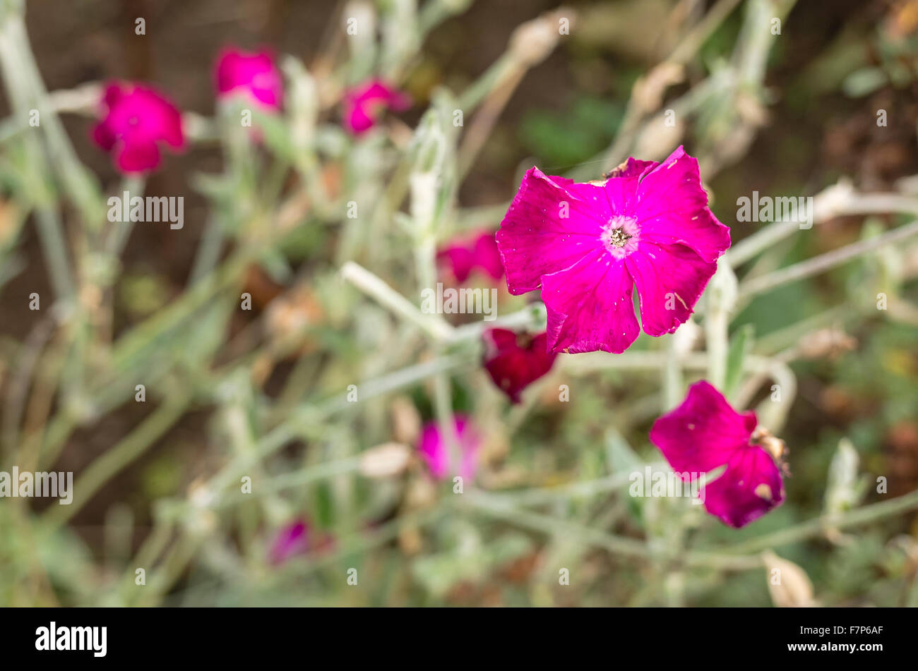 Letzten Blumen der Saison am Lychnis Pflanze Stockfoto
