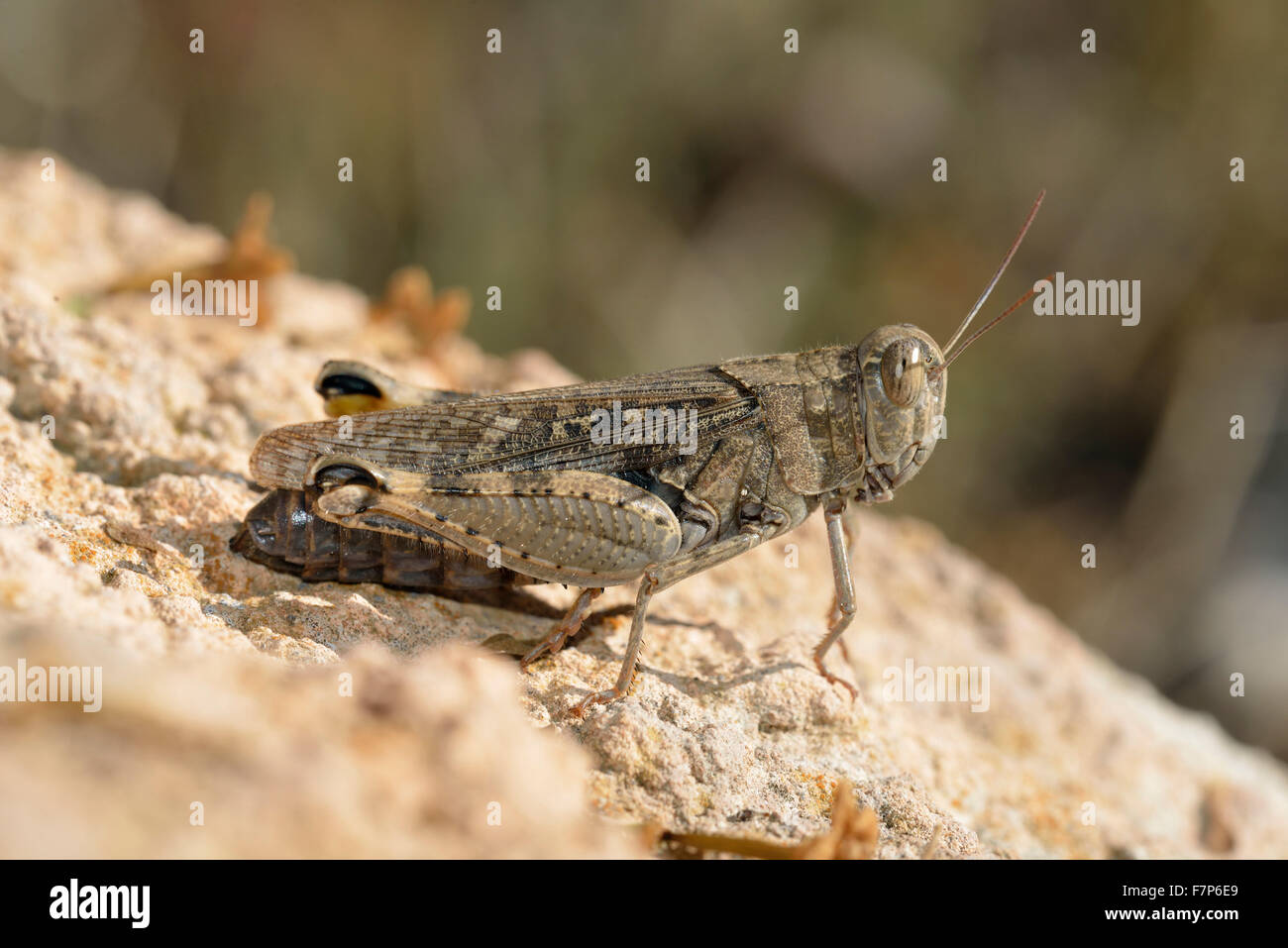 Italienische Locust - Calliptamus Italicus ruht auf Felsen Stockfoto