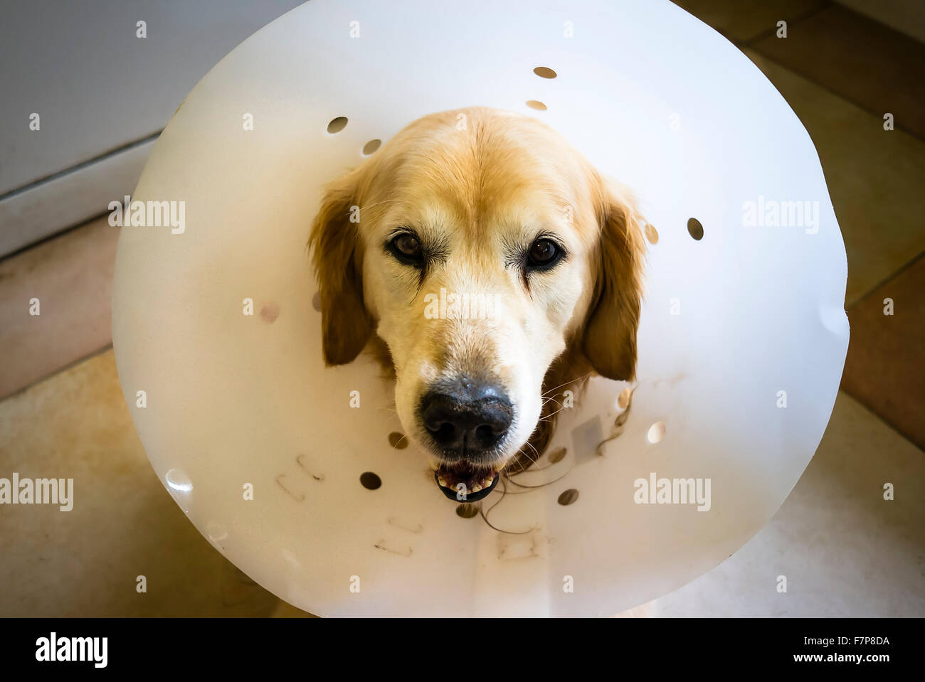 Golden Retrieve Hund trägt einen großen Kragen um Verschlimmerung der eine heilende Operation zu verhindern Stockfoto