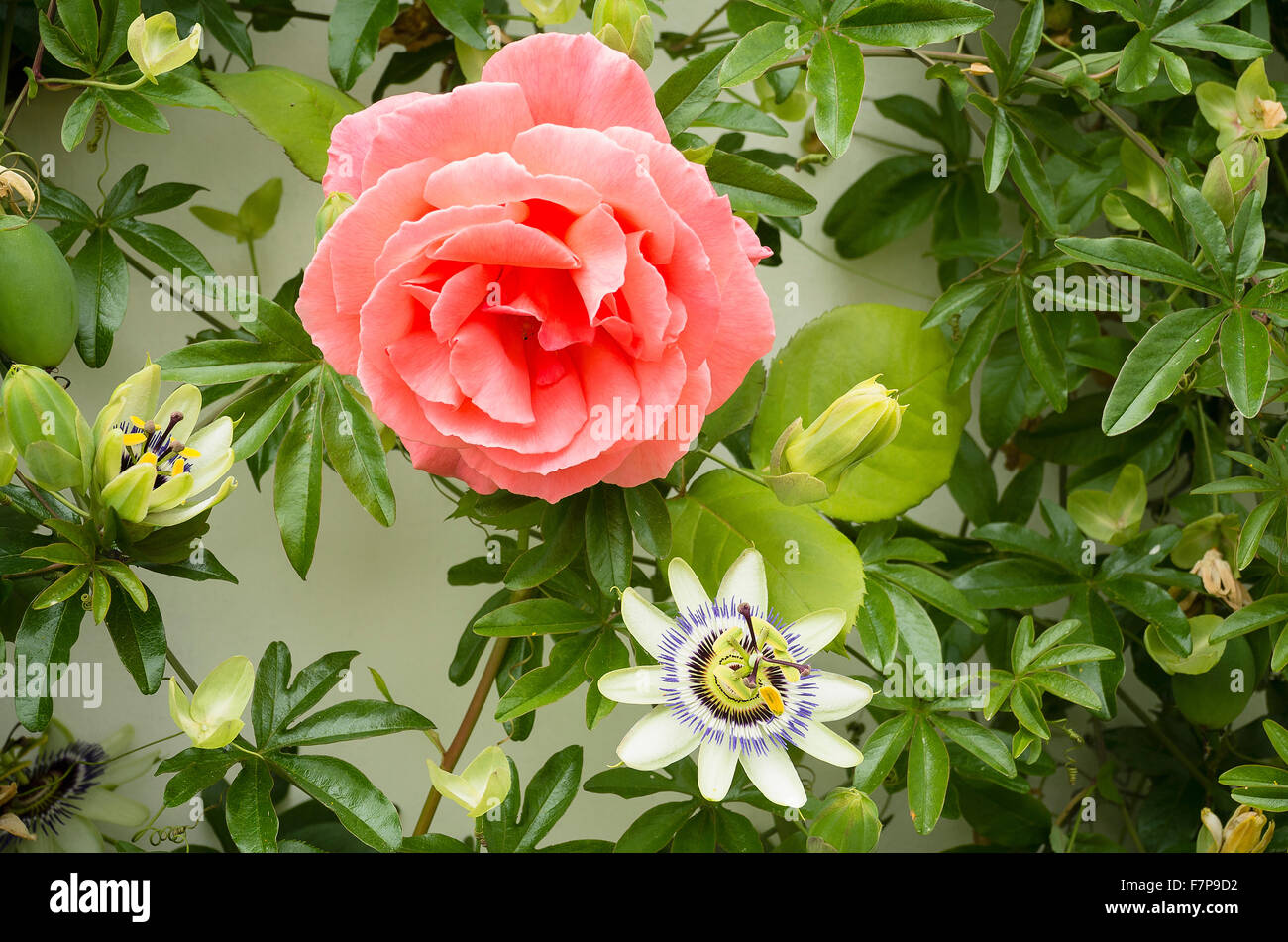 Rosa "Springende Lachse" Kletterer zusammen mit einer Passion Flower Blüte Stockfoto