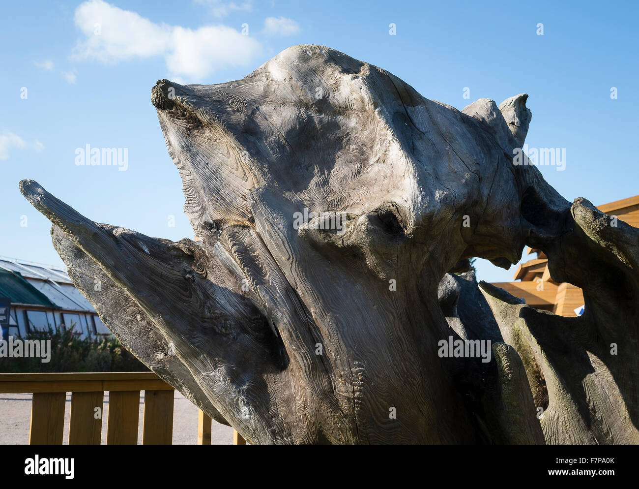 Knorrige Wurzel umgedrehten und als ein natürliches Kunstwerk angezeigt Stockfoto