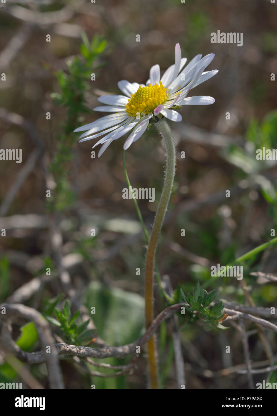 Herbst-Daisy - Bellis Sylvestris gemeinsame Herbst Blume in Zypern Stockfoto