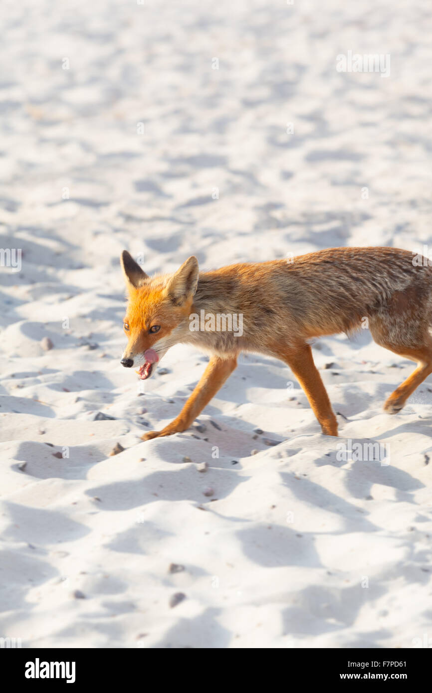 Sand-Fox / Fuchs ist zu Fuß am Strand mit offenem Mund hungrig Stockfoto
