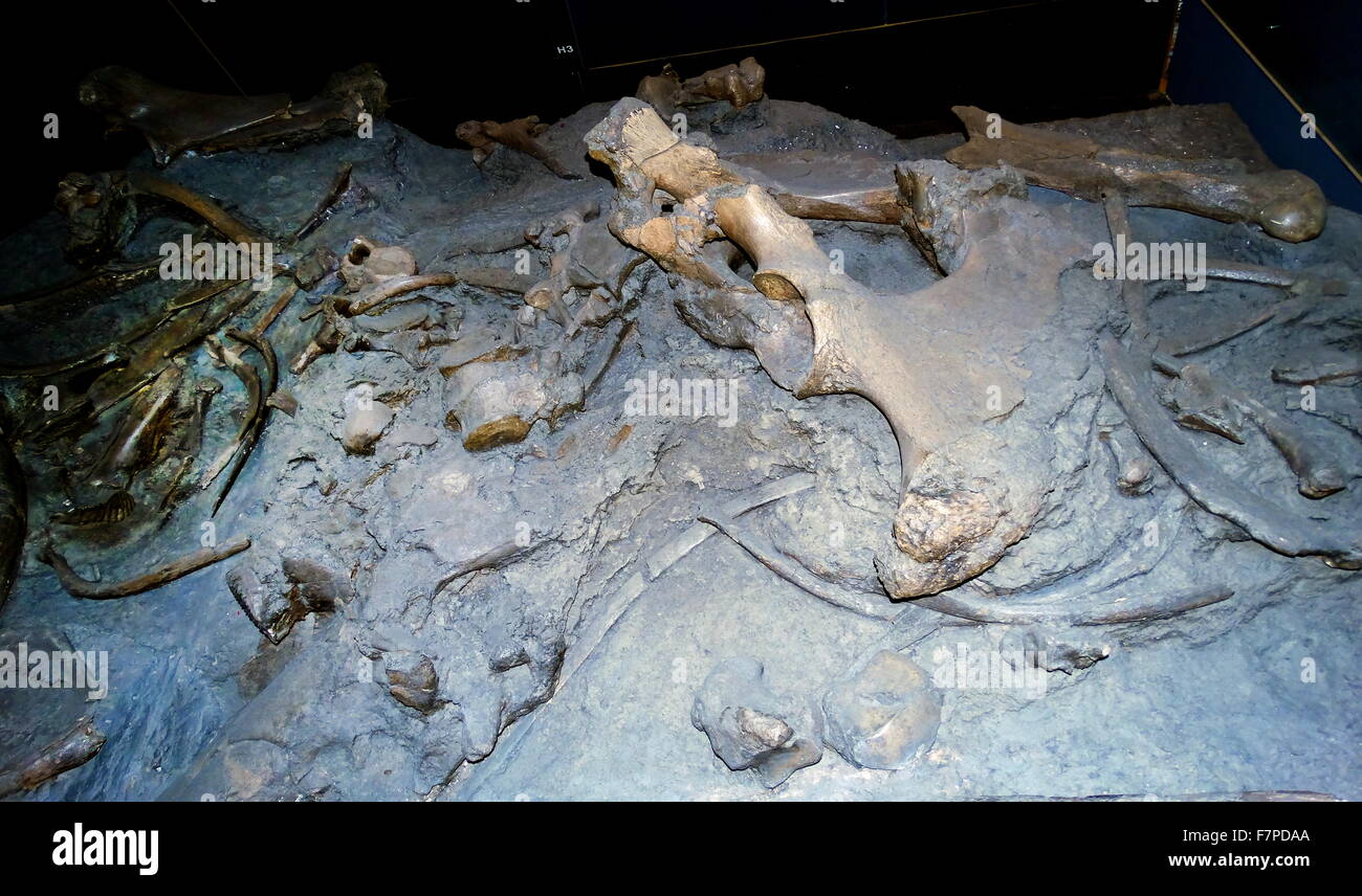 Knochen, die Zugehörigkeit zu zwei ausgestorbene Arten der Elefanten. Stockfoto