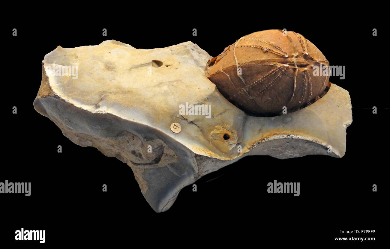 Eindruck einer Seeigel-Schale, umgeben von Feuerstein. Stockfoto