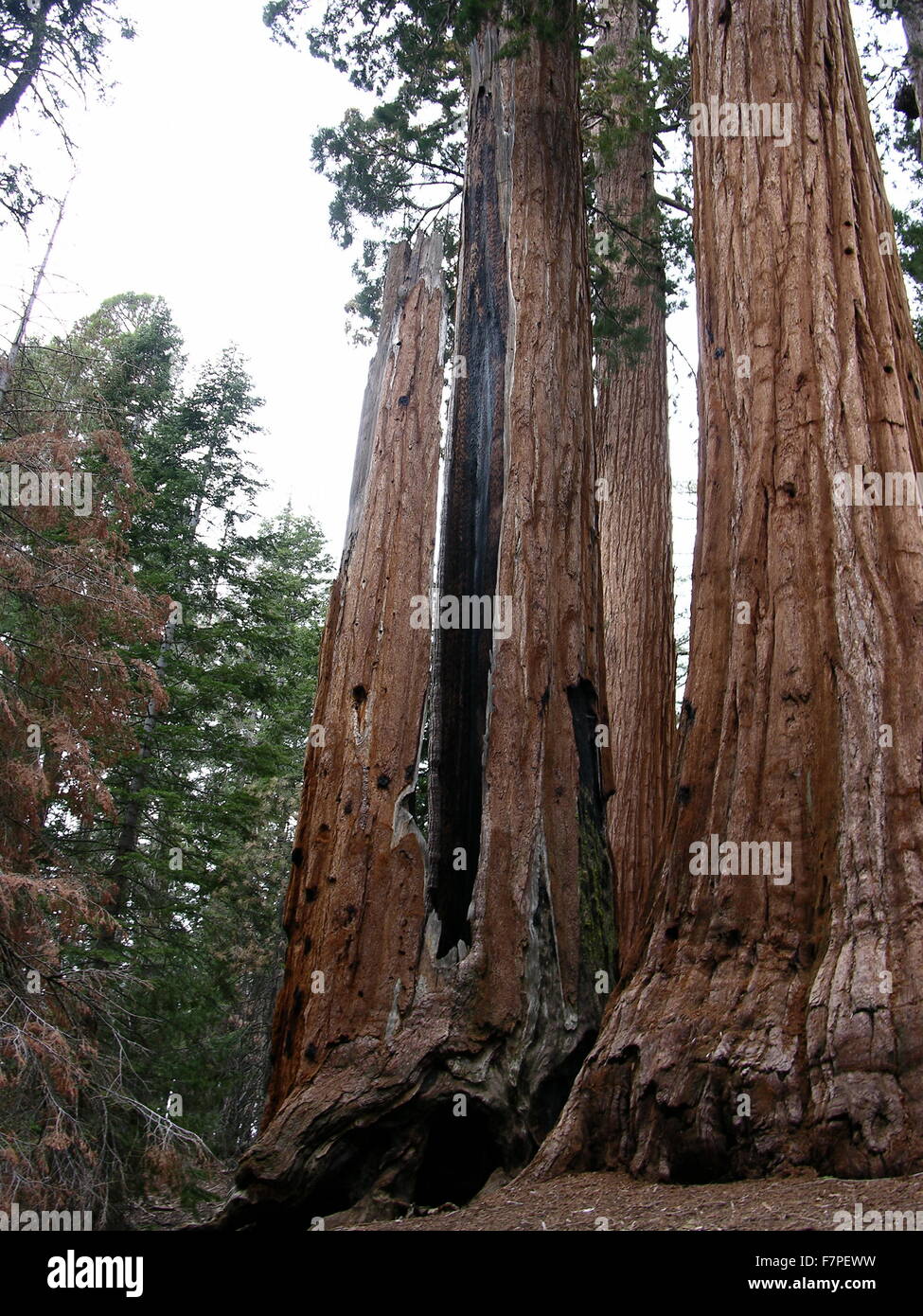 Foto von den Stämmen der gigantischen Sequoia Bäumen. die einzige lebende Arten der Gattung Sequoiadendron, und ist eine der drei Arten von Nadelbäumen, bekannt als Redwoods fotografiert von Dr. Igor Smolyar Stockfoto